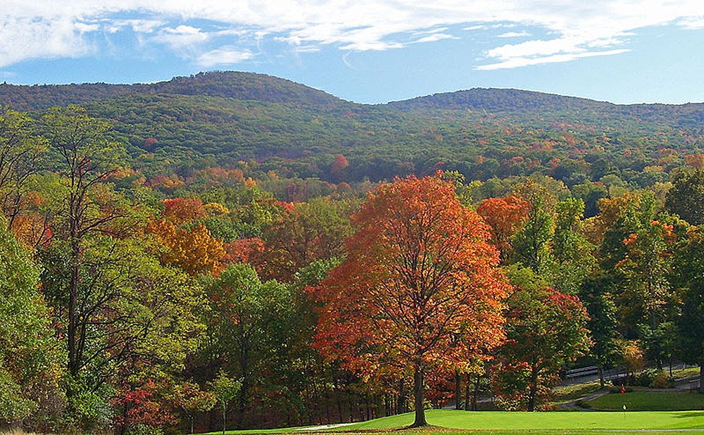 Severe Weather Is Threatening The World's Temperate Forests