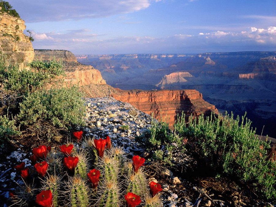 Plants And Animals At Grand Canyon Accumulating Mercury Contamination