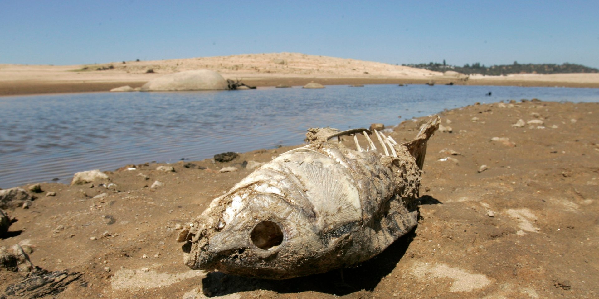 Study: Dying Wildlife And Bigger Fires If Drought Continues