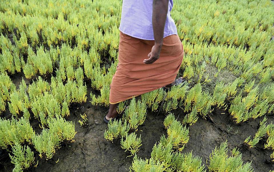 Salt-Tolerant Plants Offer Hope For Farmers As Global Sea