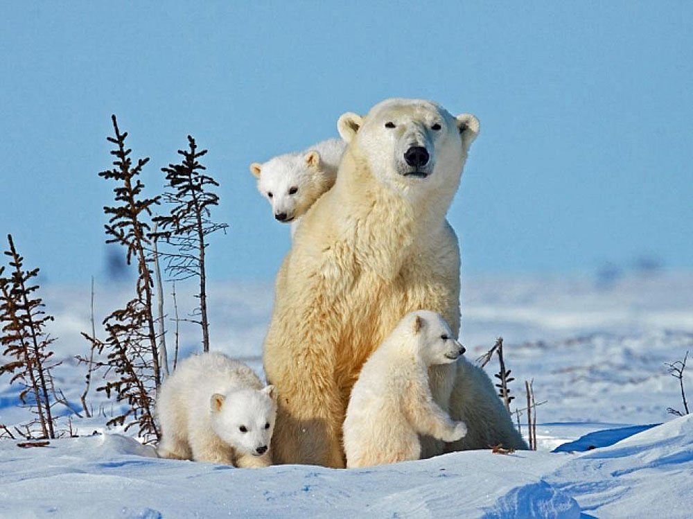 Federal Appeals Court Hears Arguments On Polar Bear Habitat