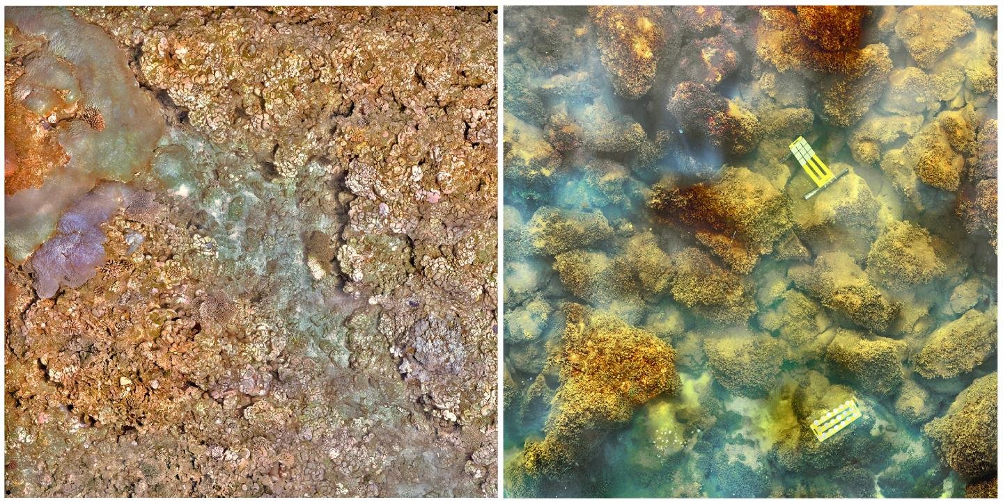 Carbon Dioxide-Spewing Volcano Seen Killing Coral Reefs