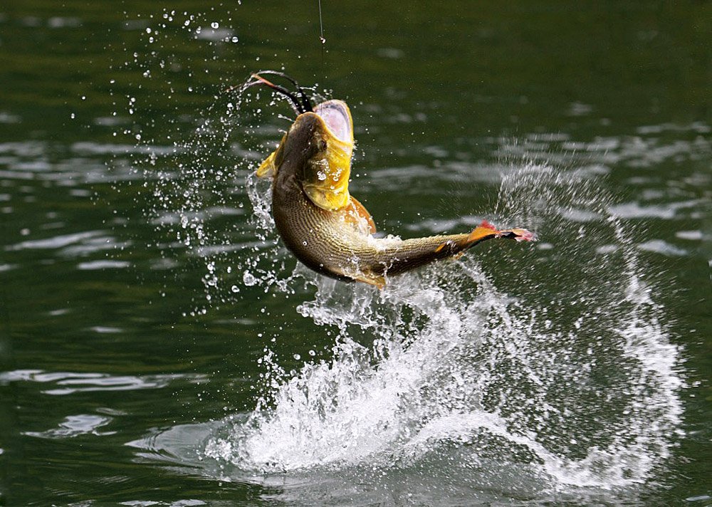 Most People Are Unaware Of Dangerous Mercury Levels In Some Fish