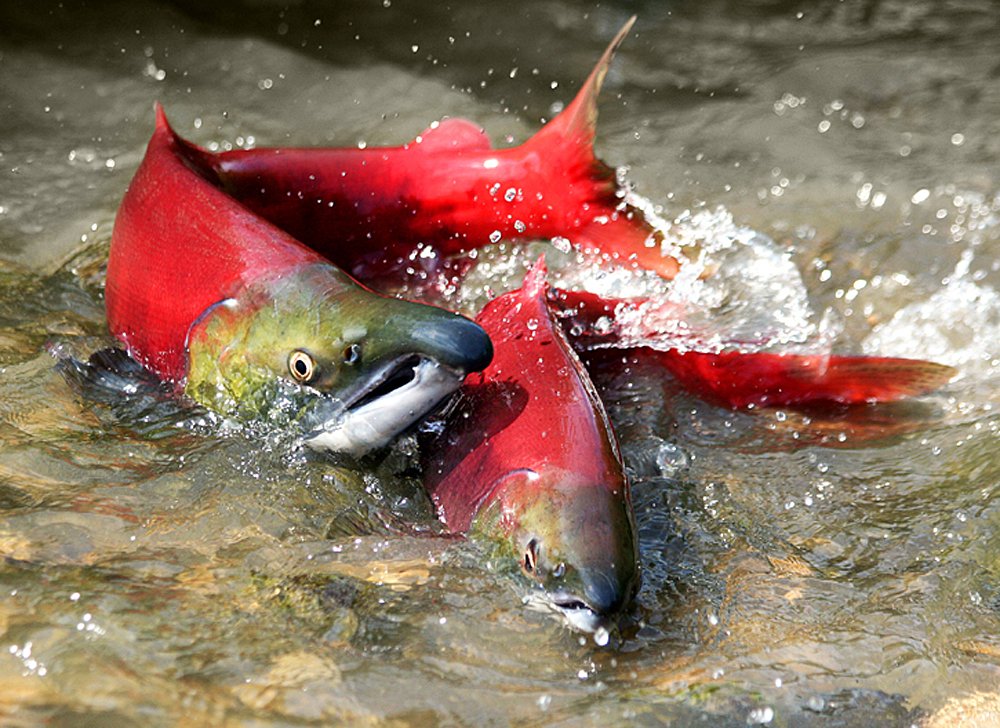 Heat And Drought Creating Lethal Conditions For Salmon And Trout