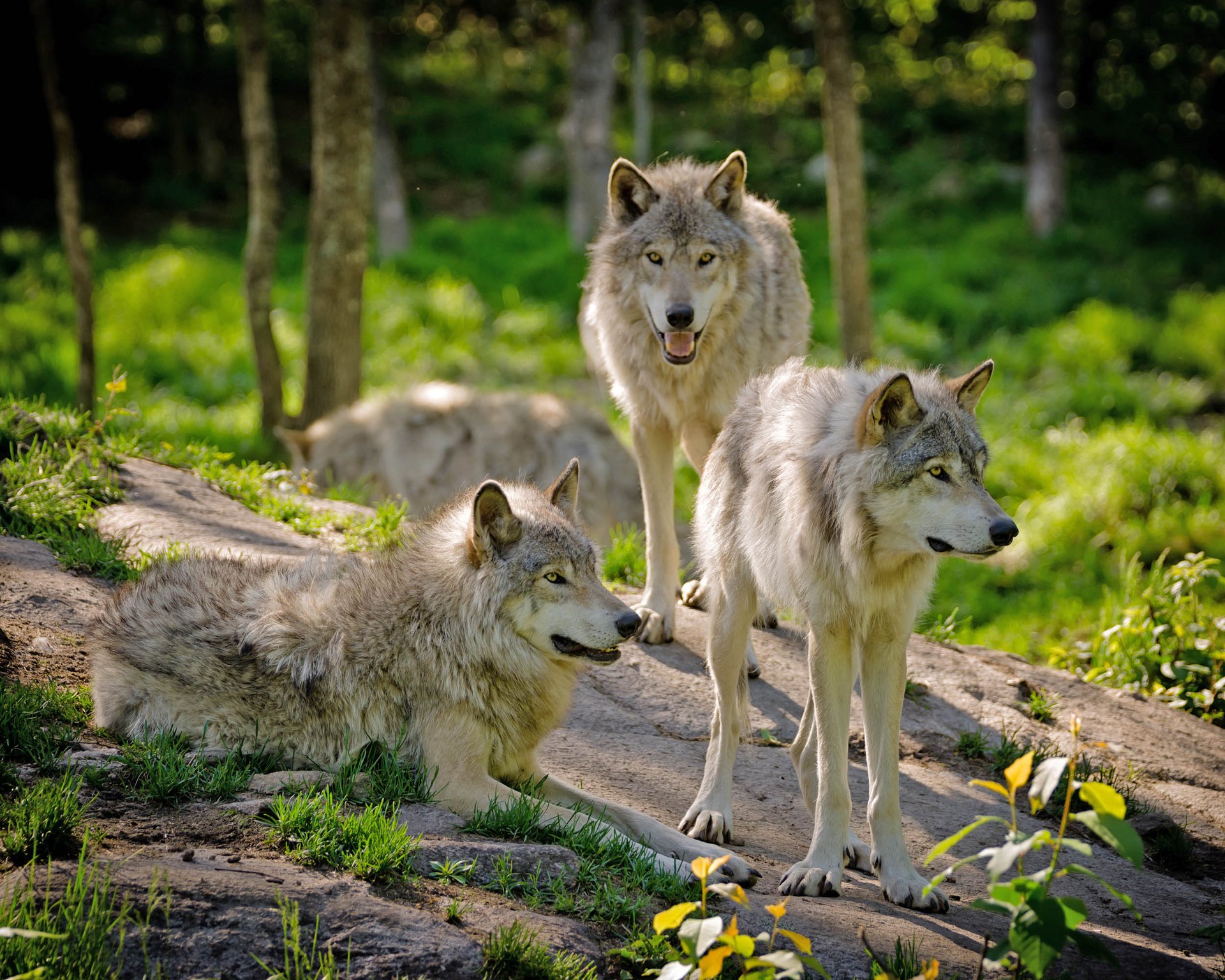 Wolf pack killings in Washington spark controversy