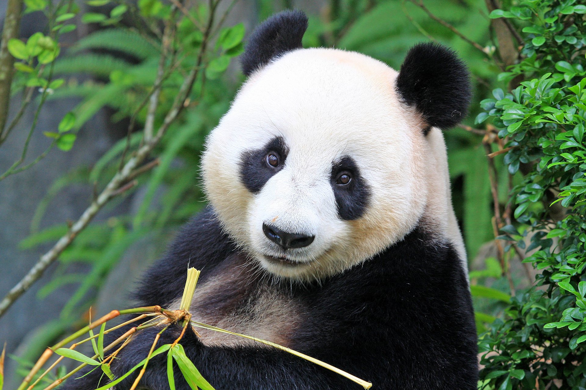 Group: The giant panda is no longer endangered