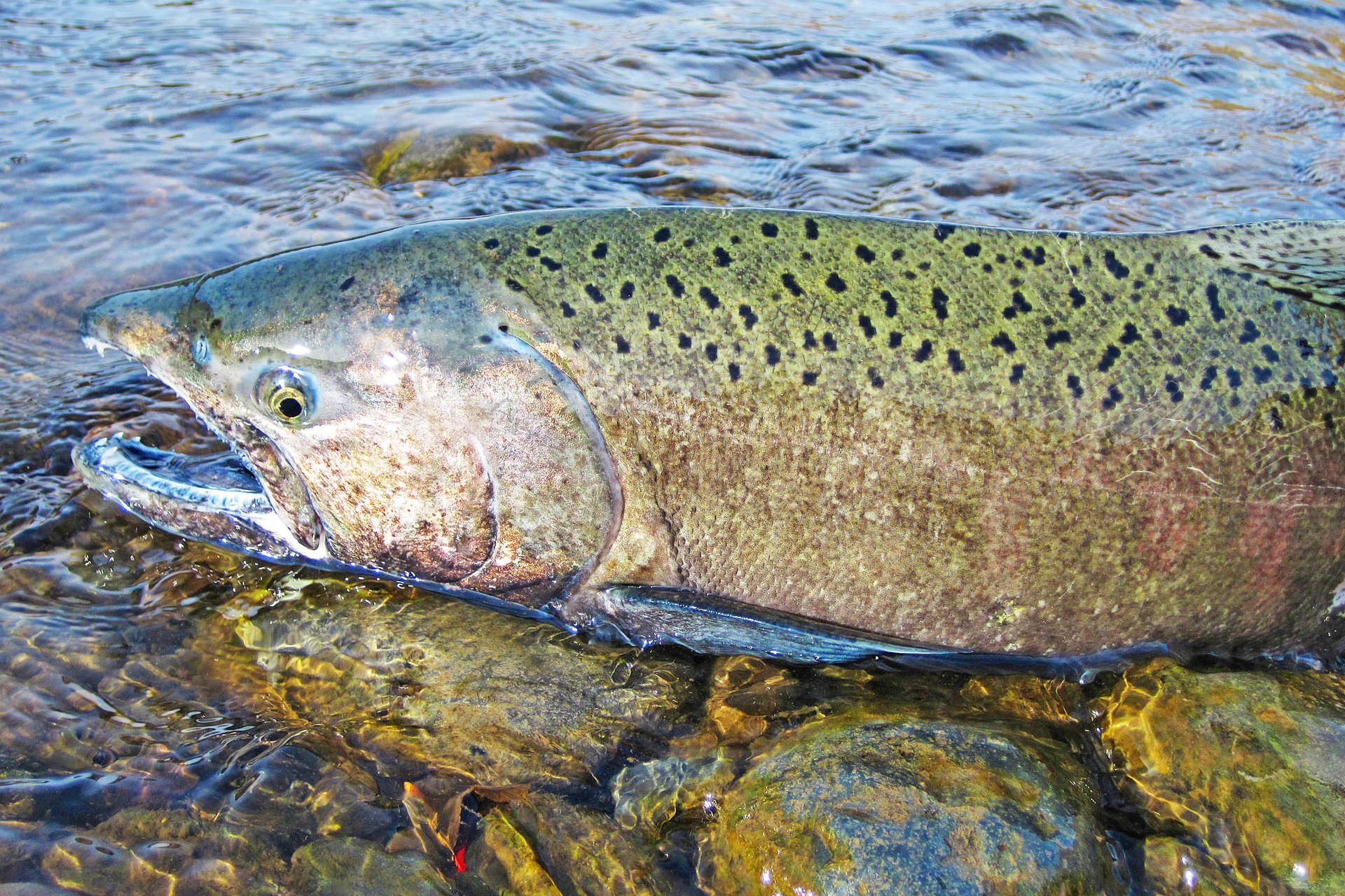 California Chinook salmon almost extinct due to drought