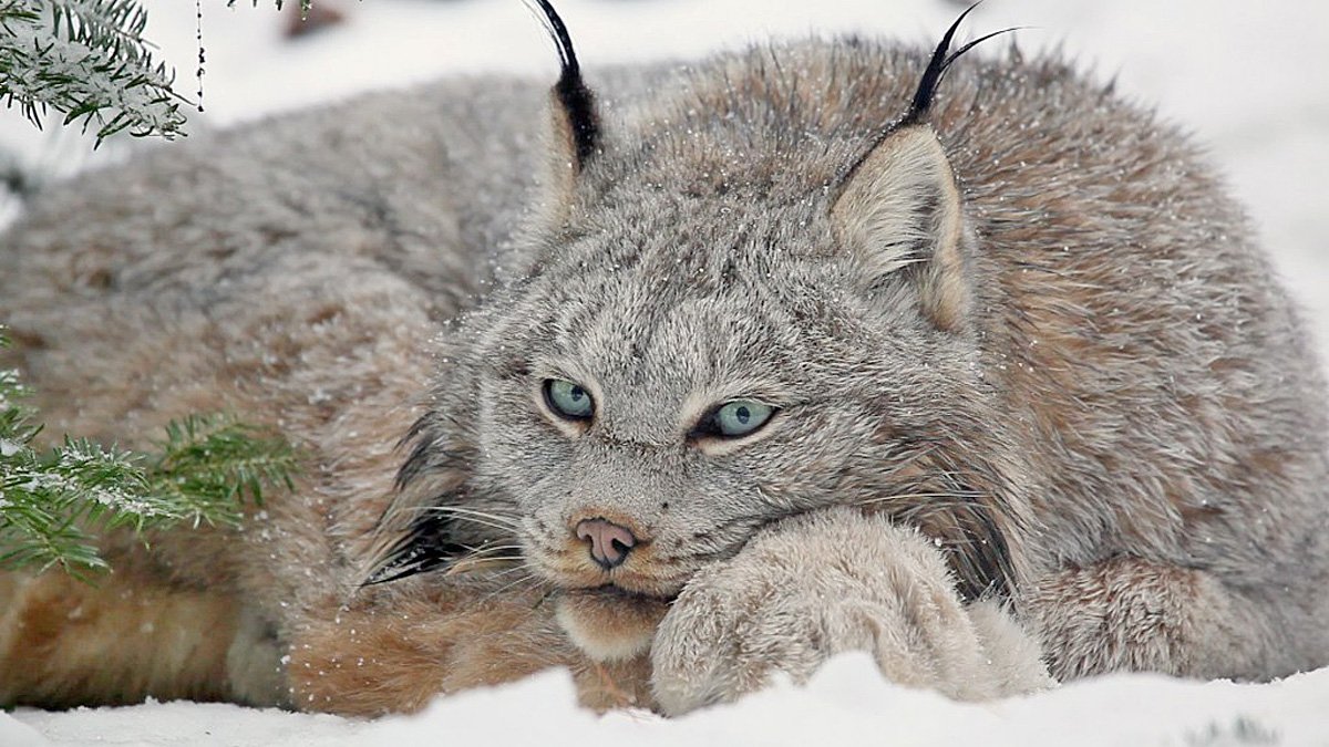 Judge: US should reconsider Canadian lynx habitat