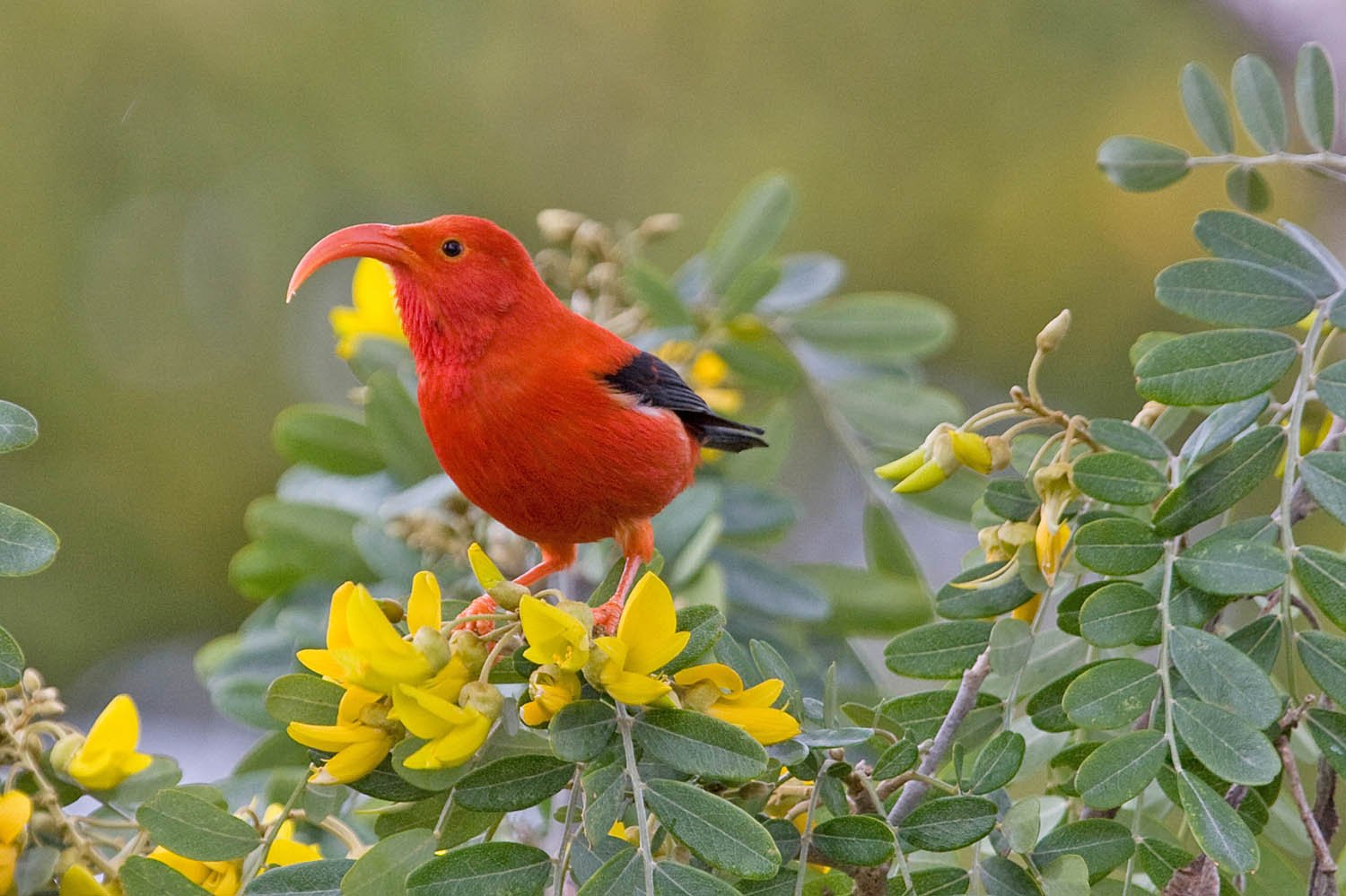 Climate change is killing the native forest birds of Hawaii