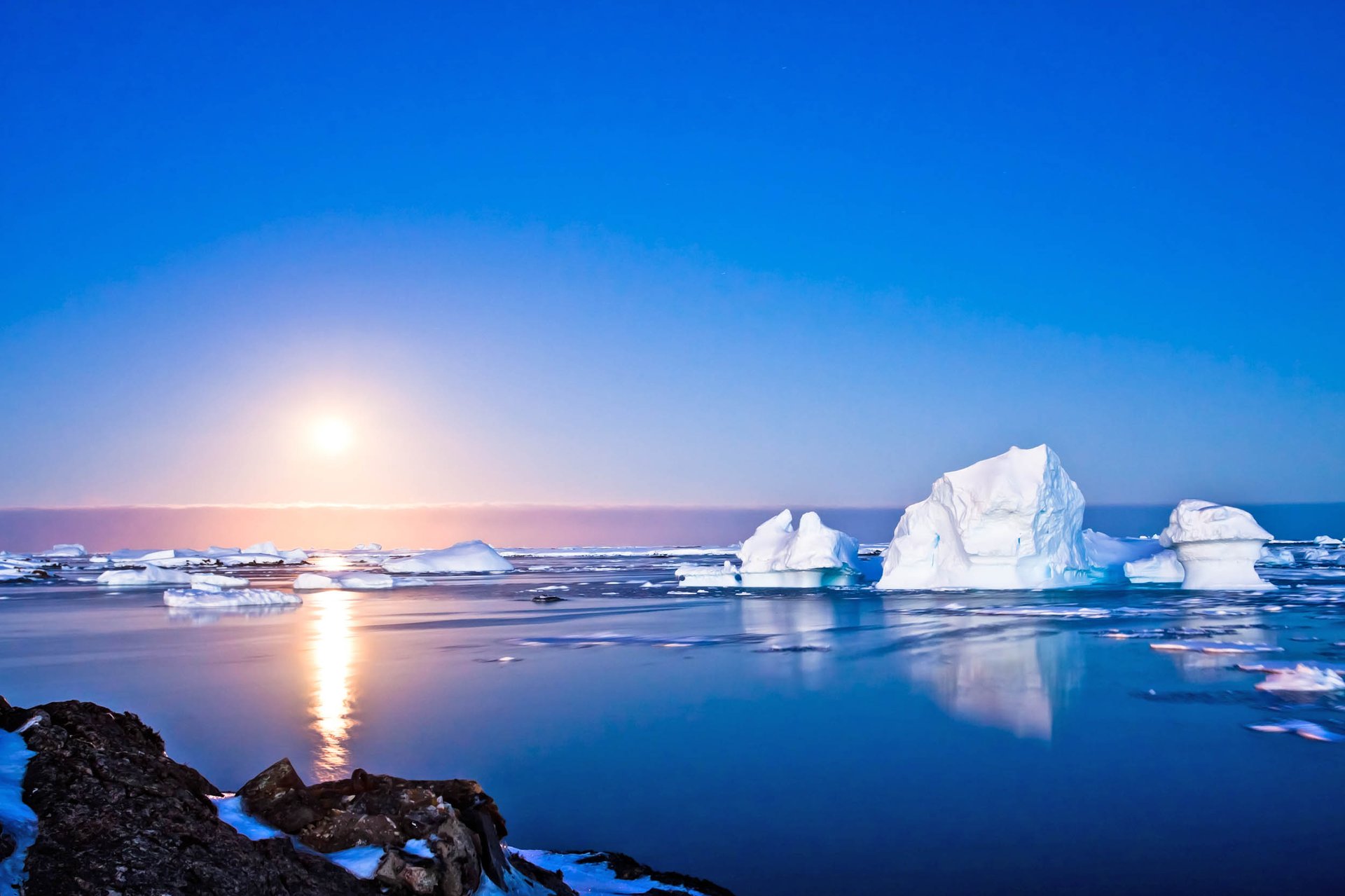 Ocean warming is already harming arctic birds and fish