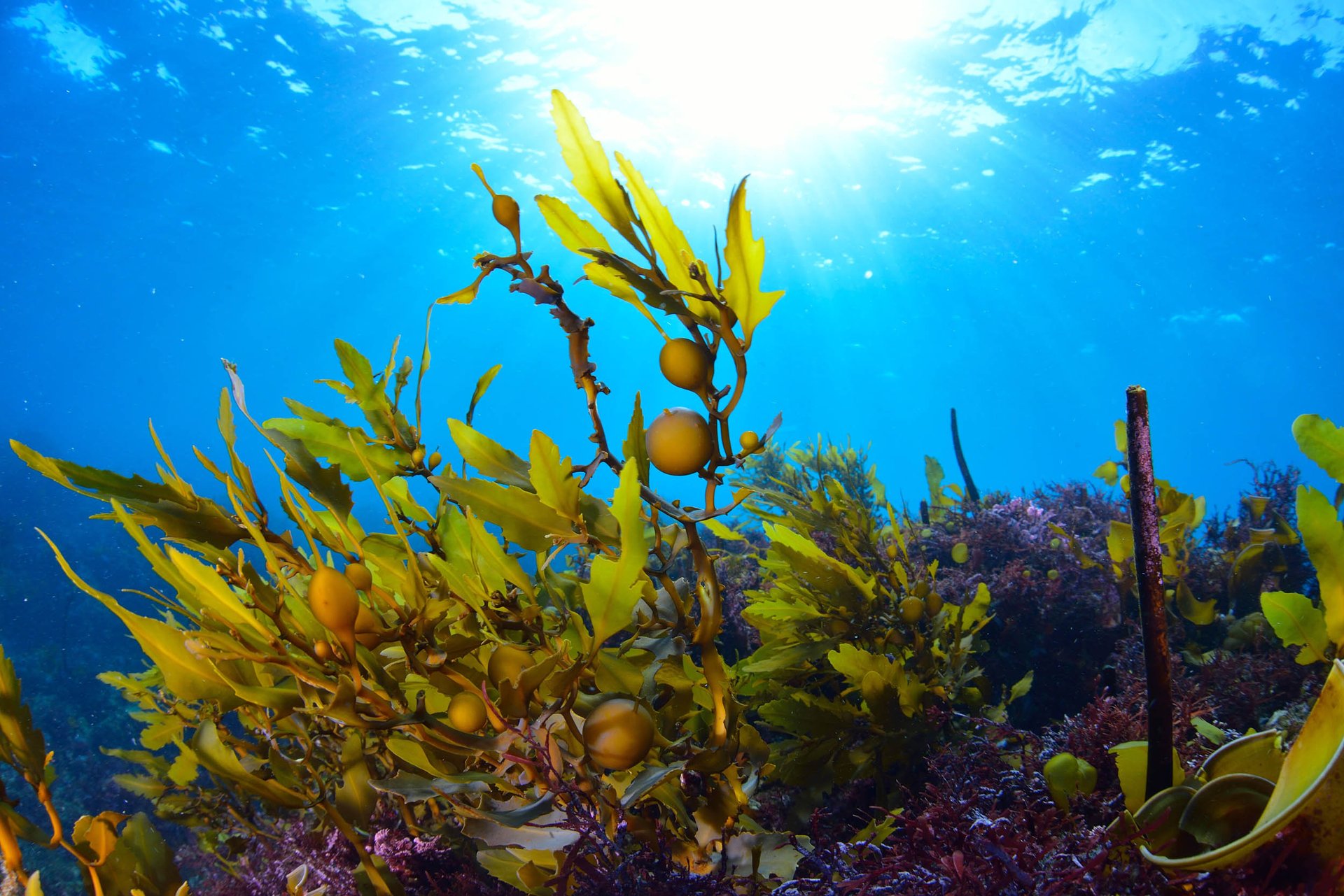 Study: Seaweed plays a major role in the global carbon cycle