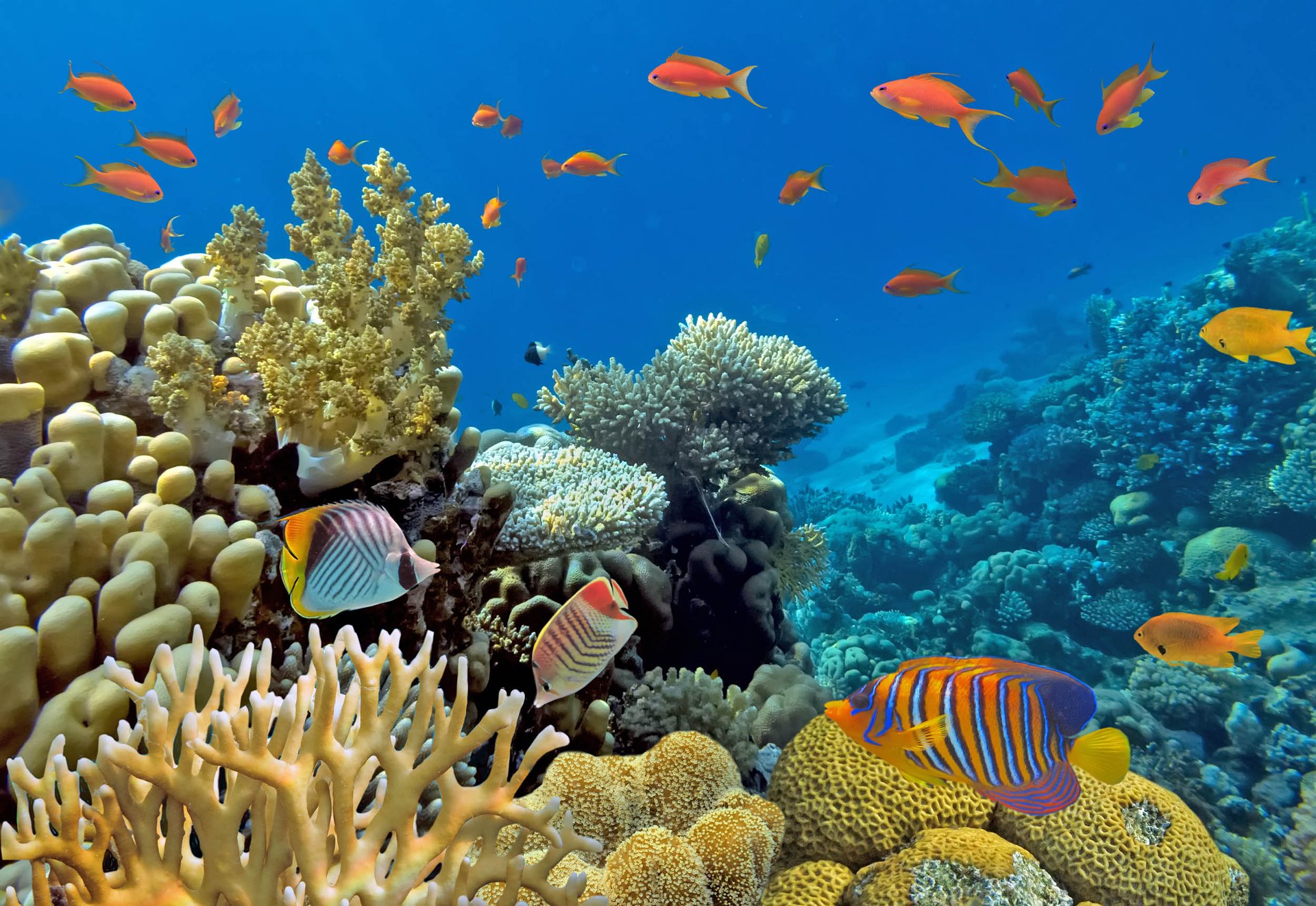 Scientists are testing 3D printing to save coral reefs