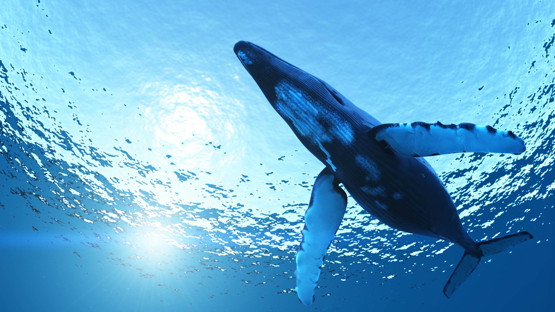 Bigger species are more threatened in Earth's oceans