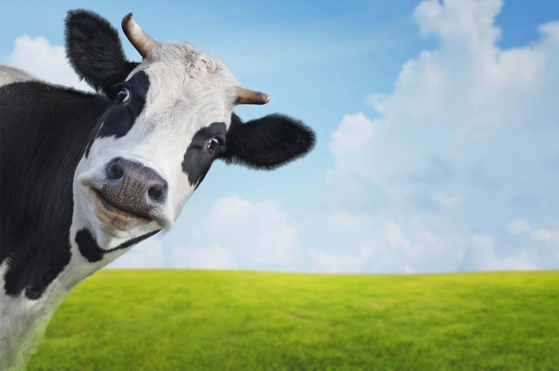 California to start regulating gas emissions from cows