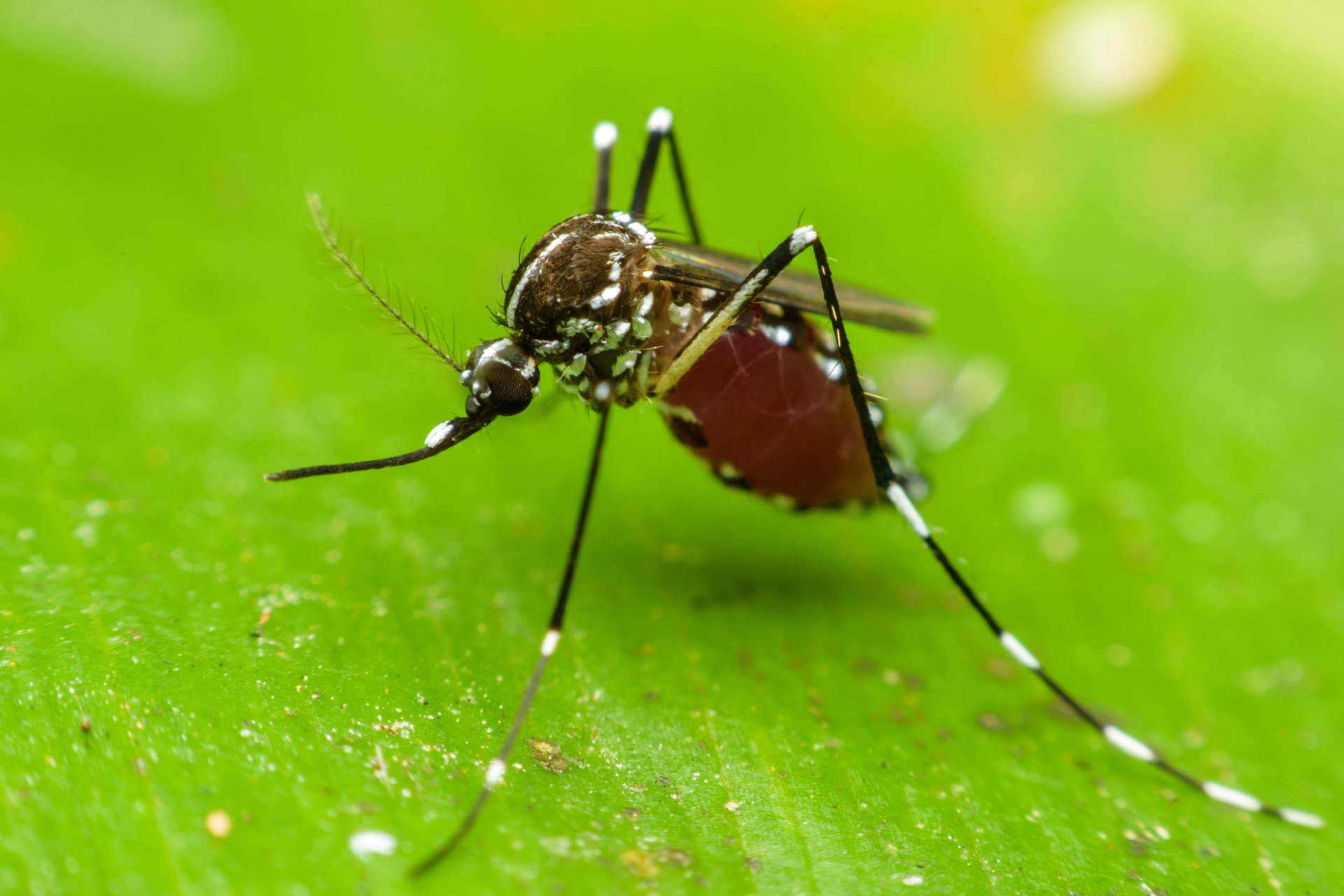 Why do mosquitoes prefer humans over animals?