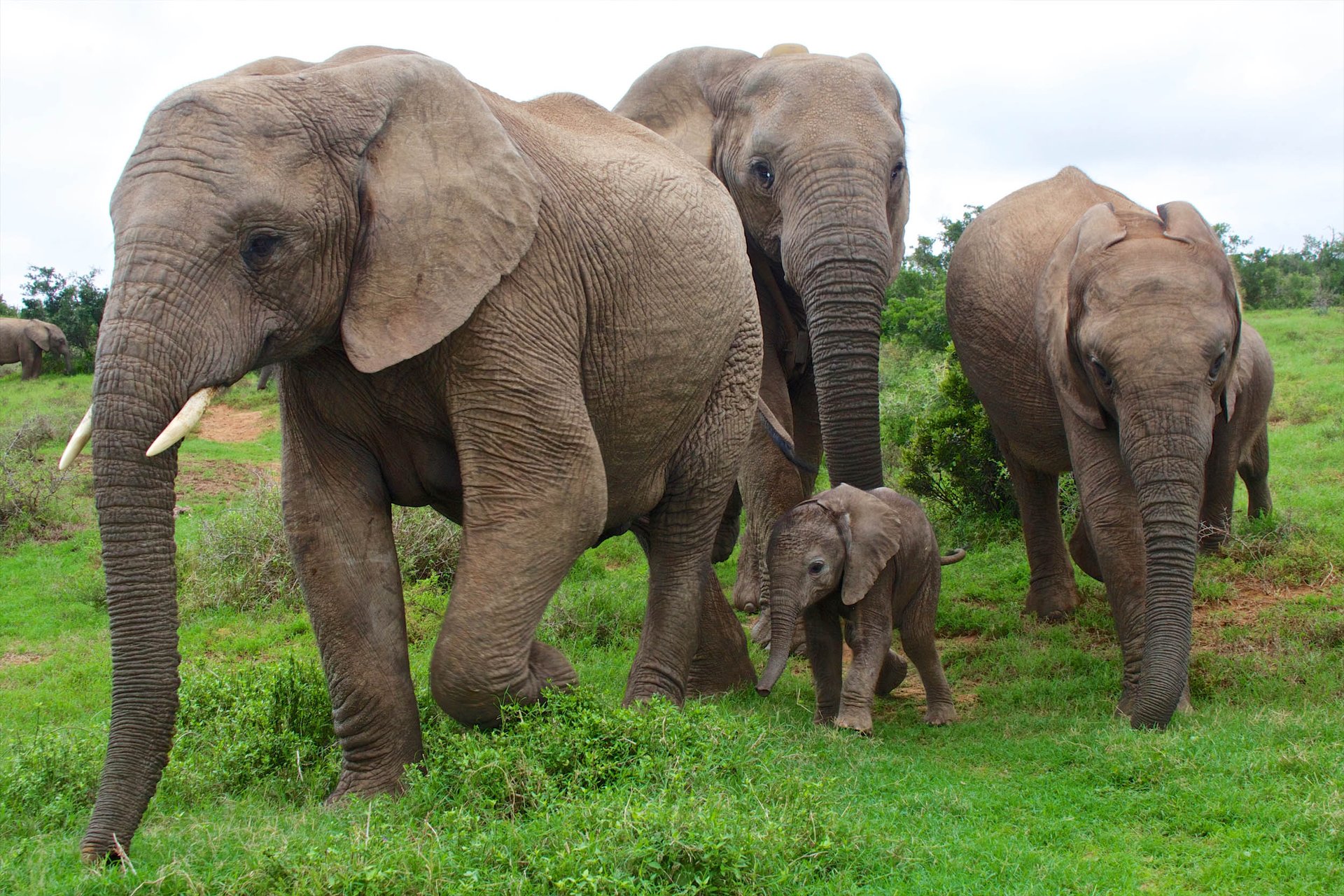 Study: Lifting ivory ban won't save elephants