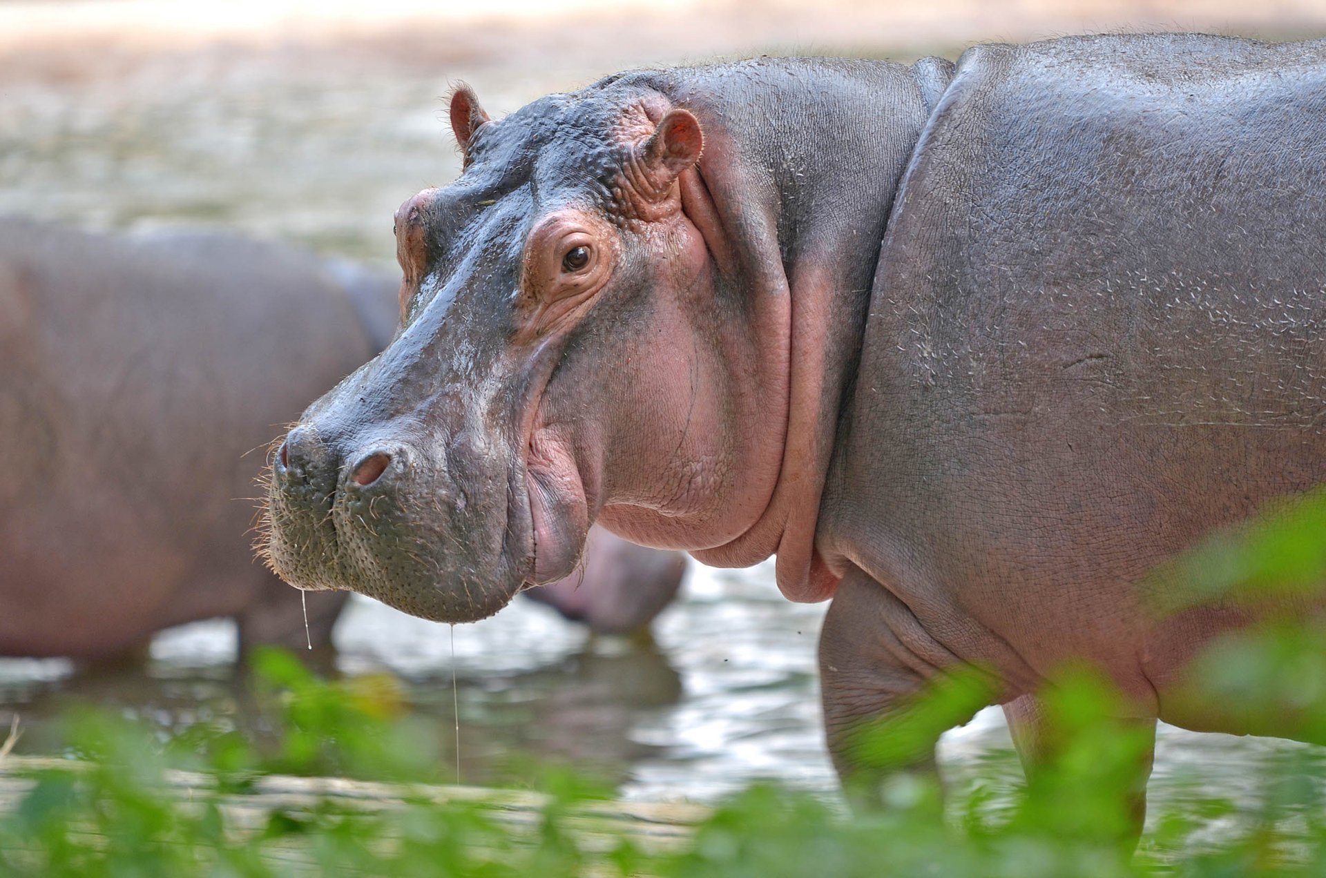 Hippopotamus teeth reveal clues about past environmental changes