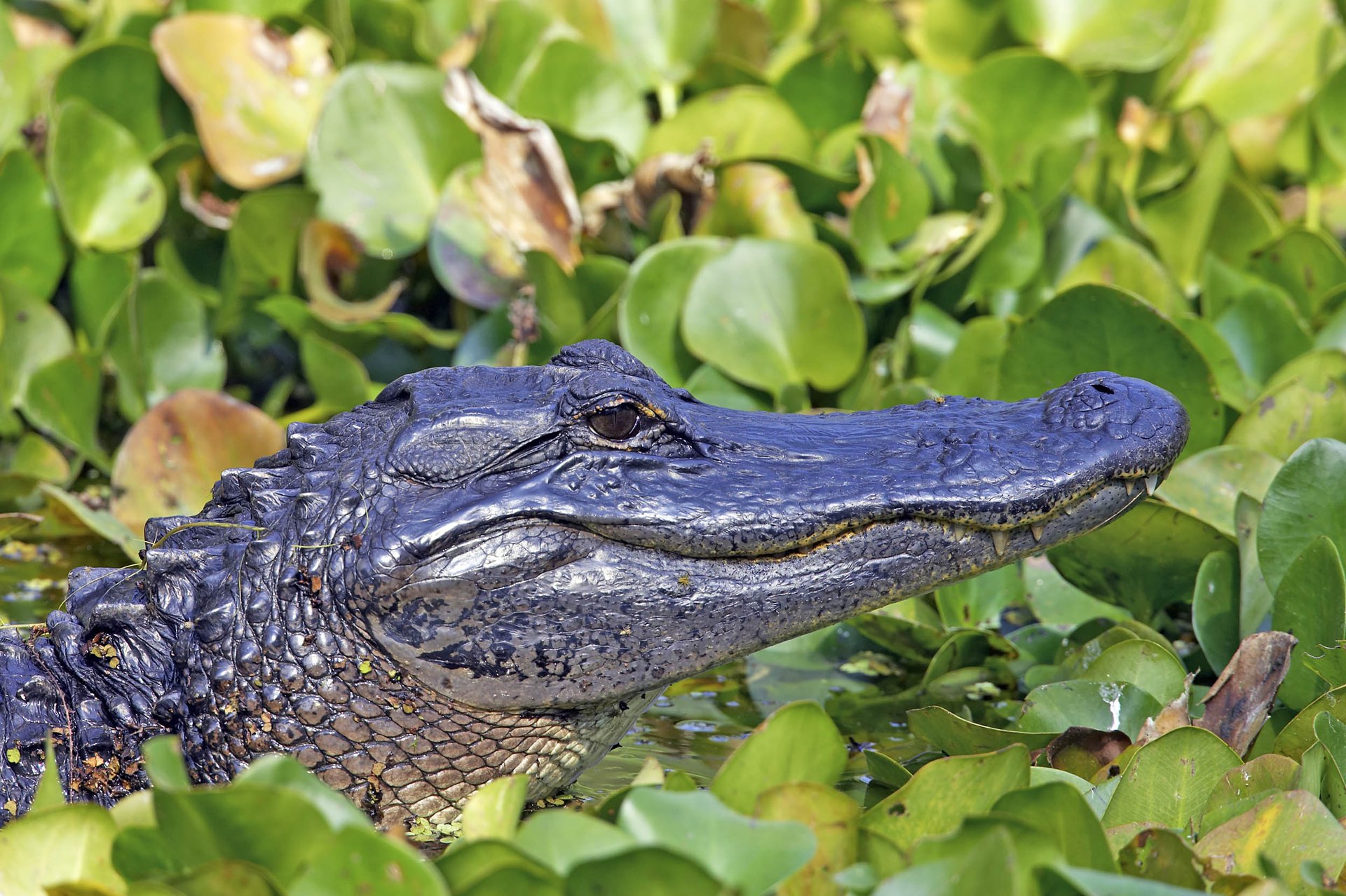American alligators are 6 million years older than previously believed
