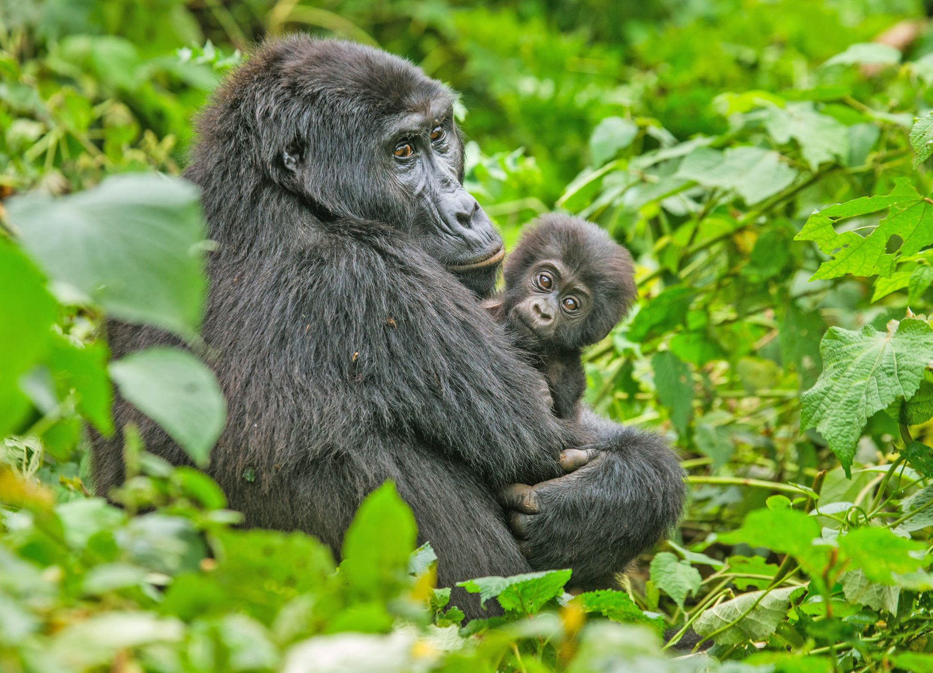 Ugandan wildlife dying from intense drought