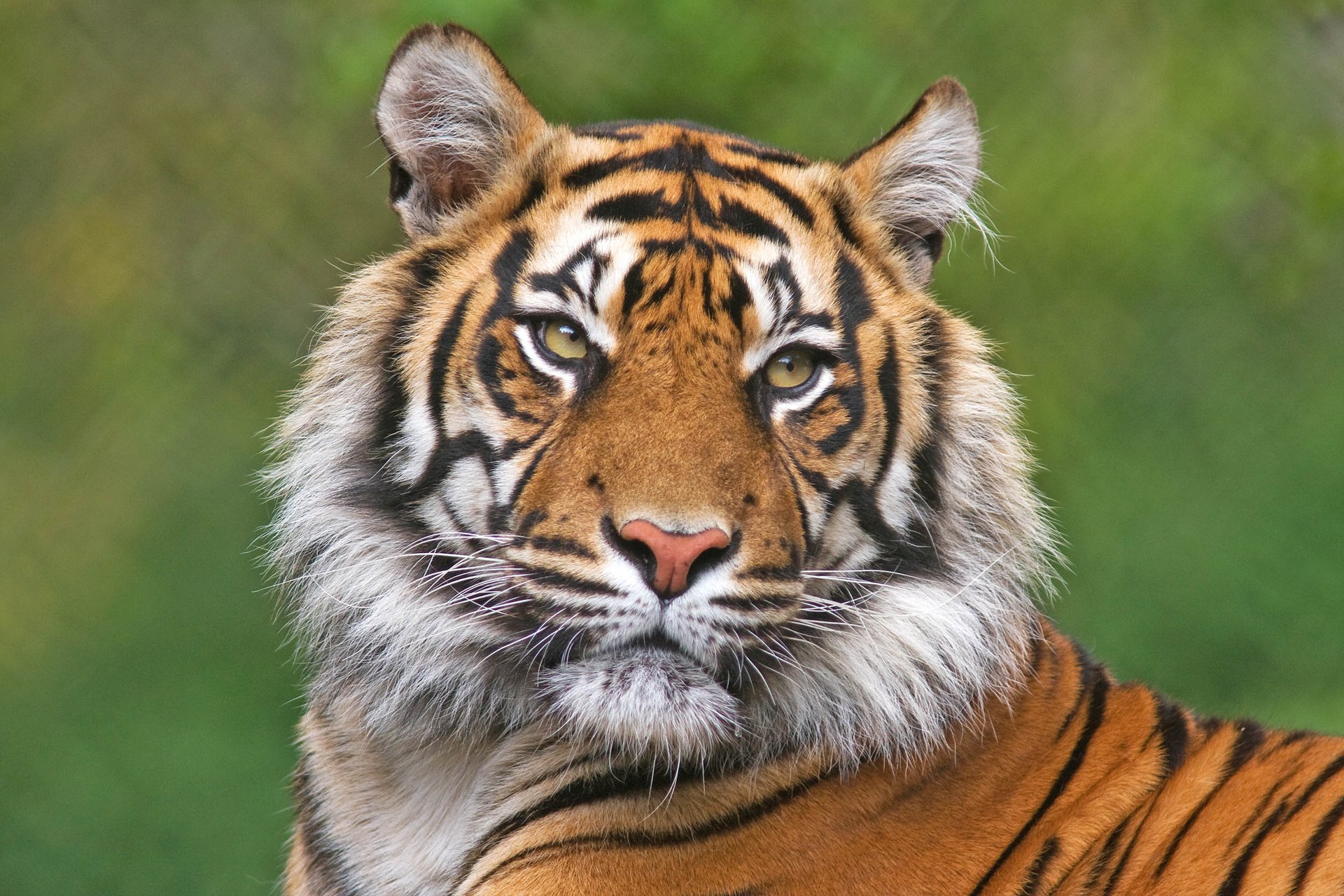 Laos agrees to phase out tiger farms