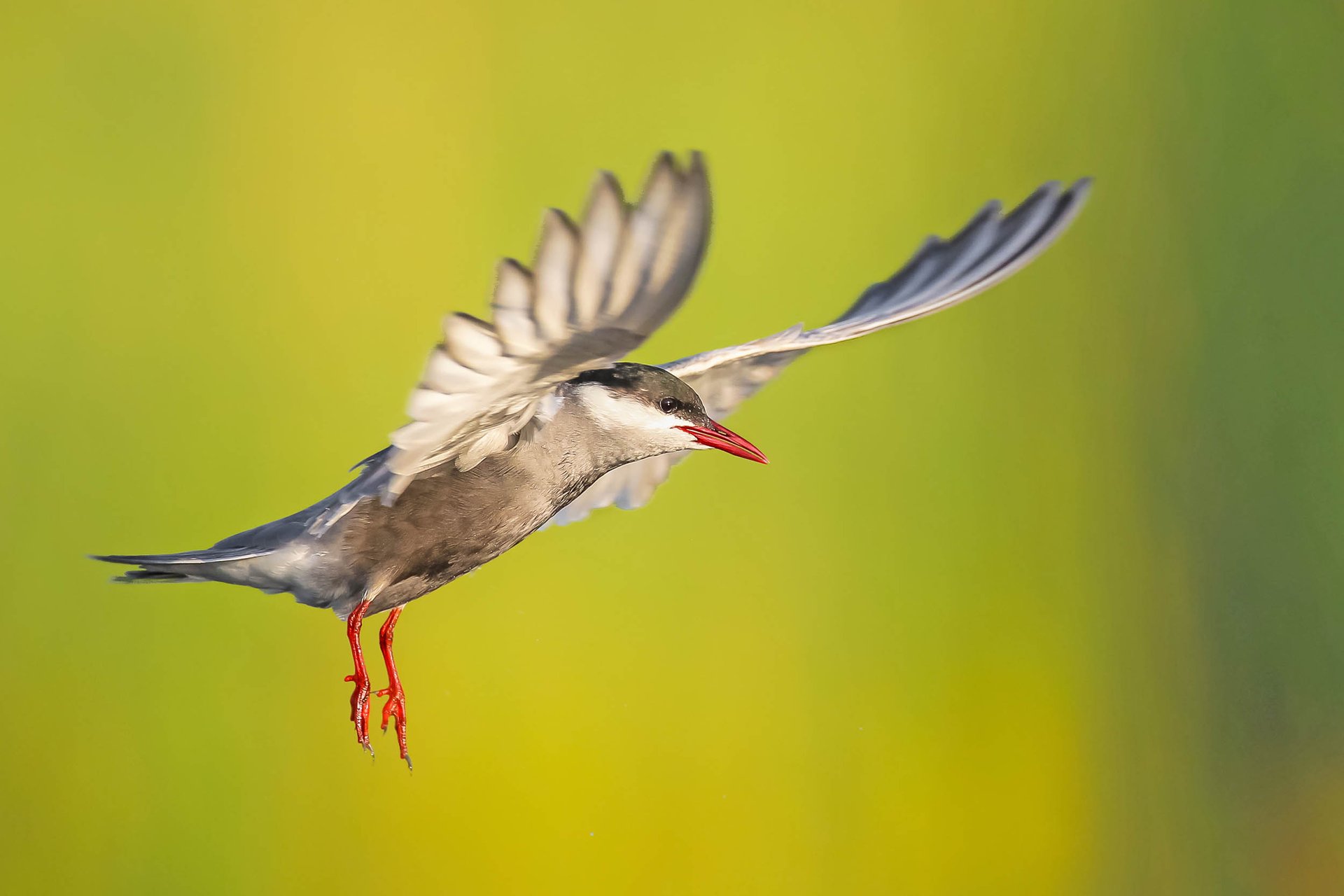 Climate change is driving some birds 1000 miles north to nest