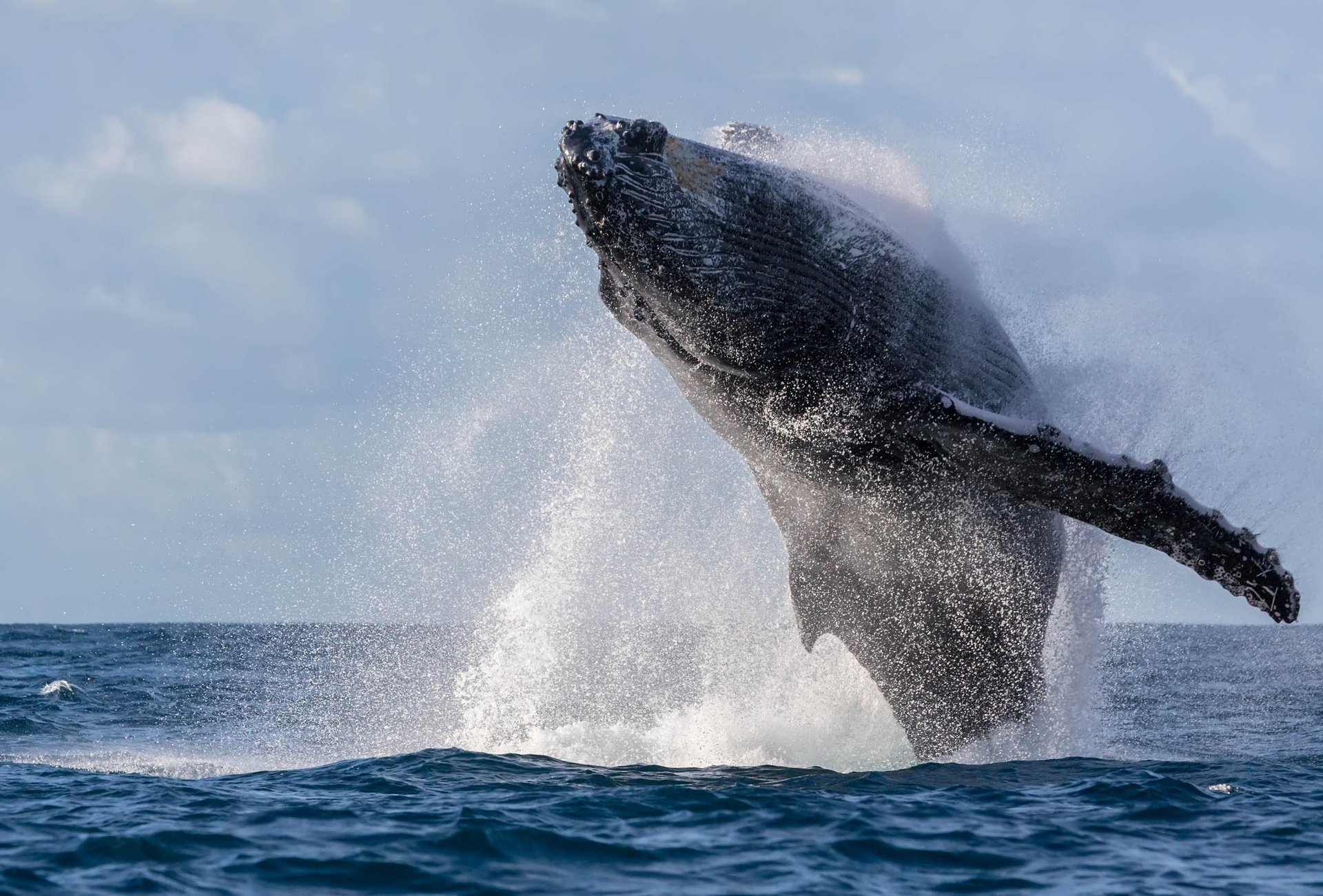 New law signed to protect whales from fishing traps