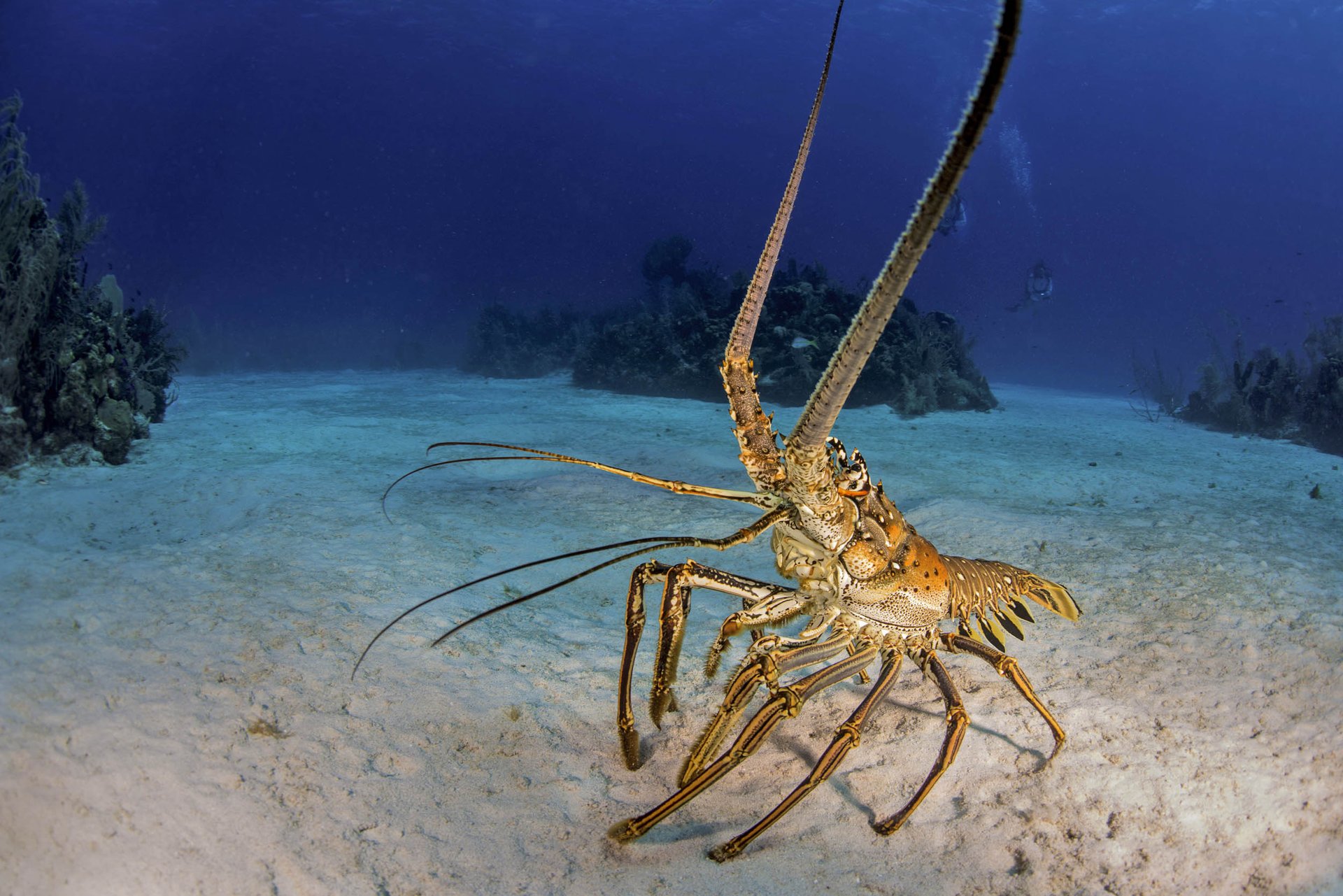 Study: Baby lobsters can't survive warming oceans
