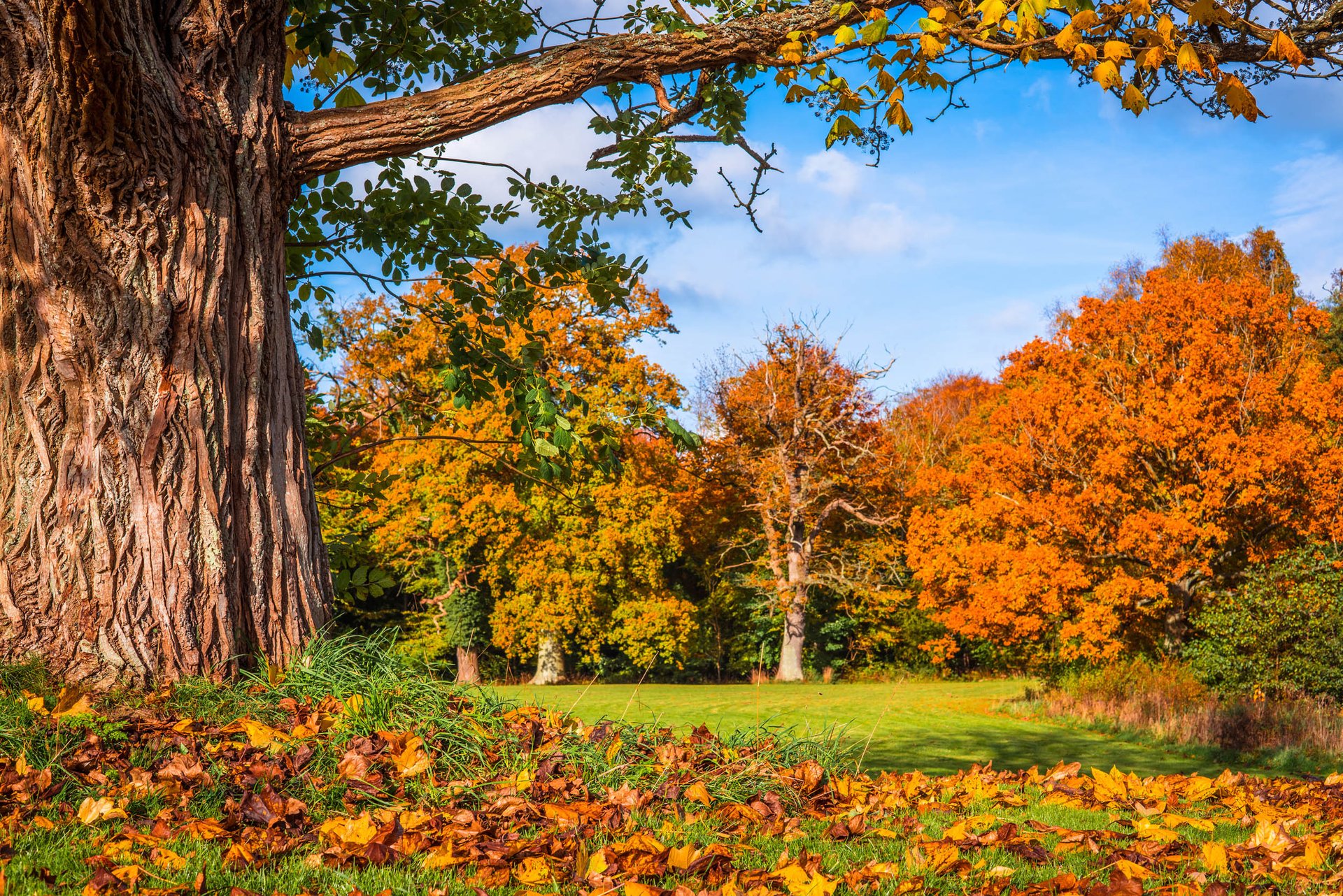 The science behind fall leaf colors
