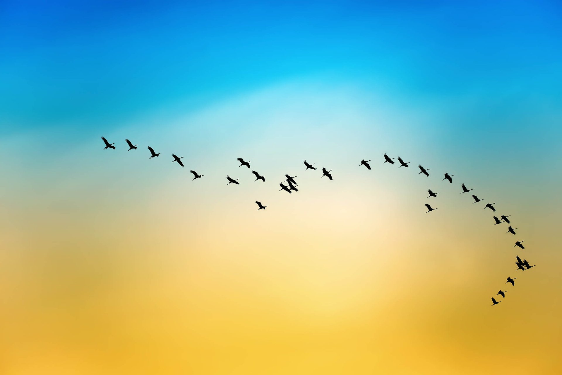 Migratory birds face new hurdles in their journey