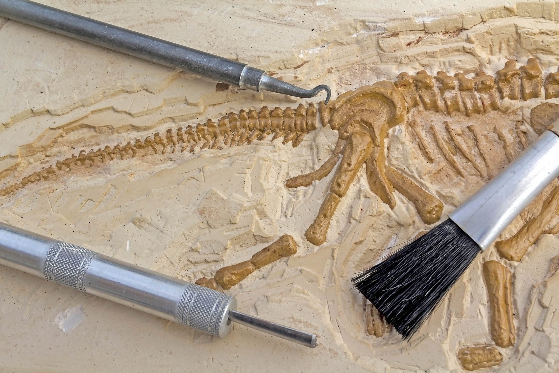 Scientists are using fossils to predict future species survival