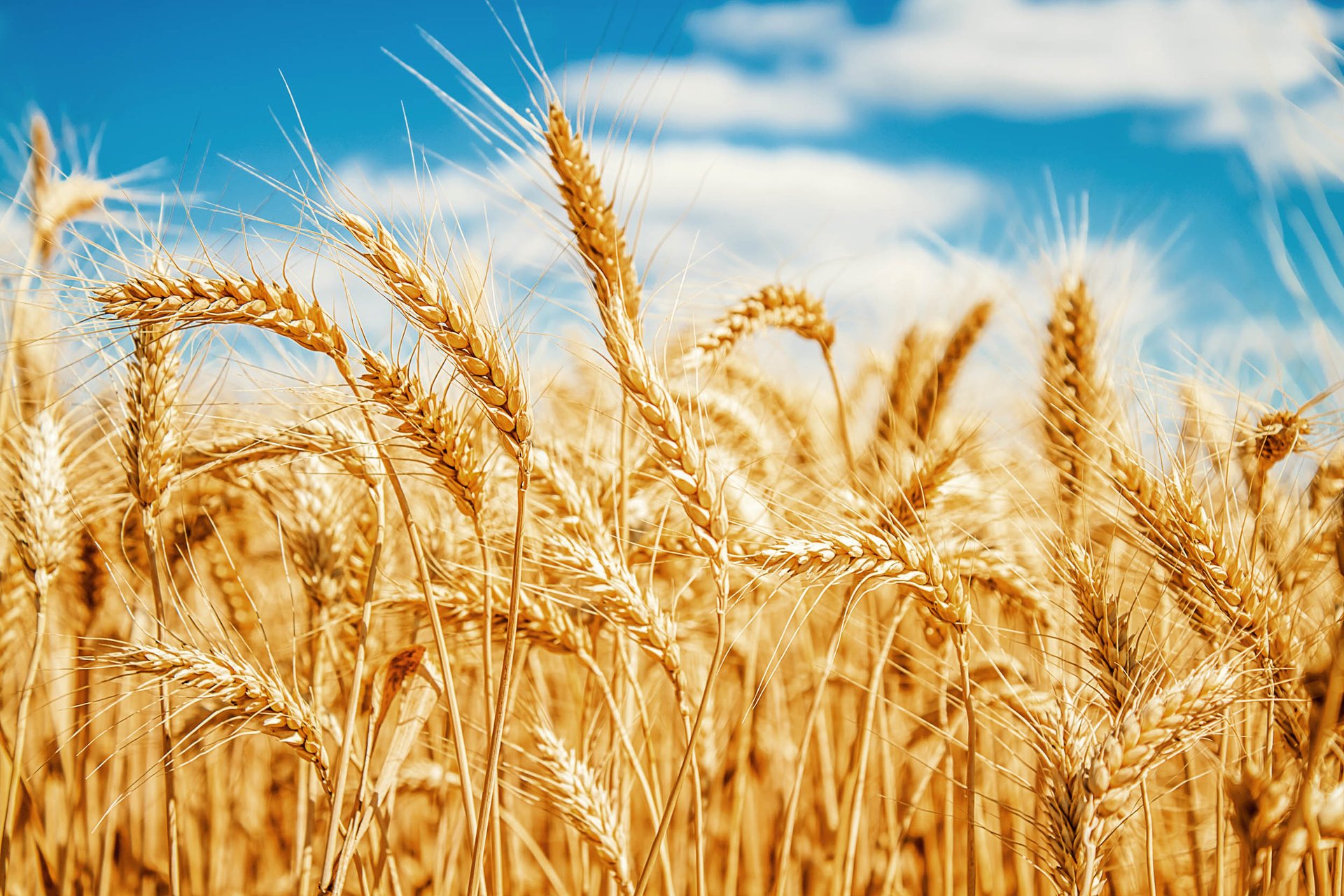Global warming is happening too quickly for food crops to adapt