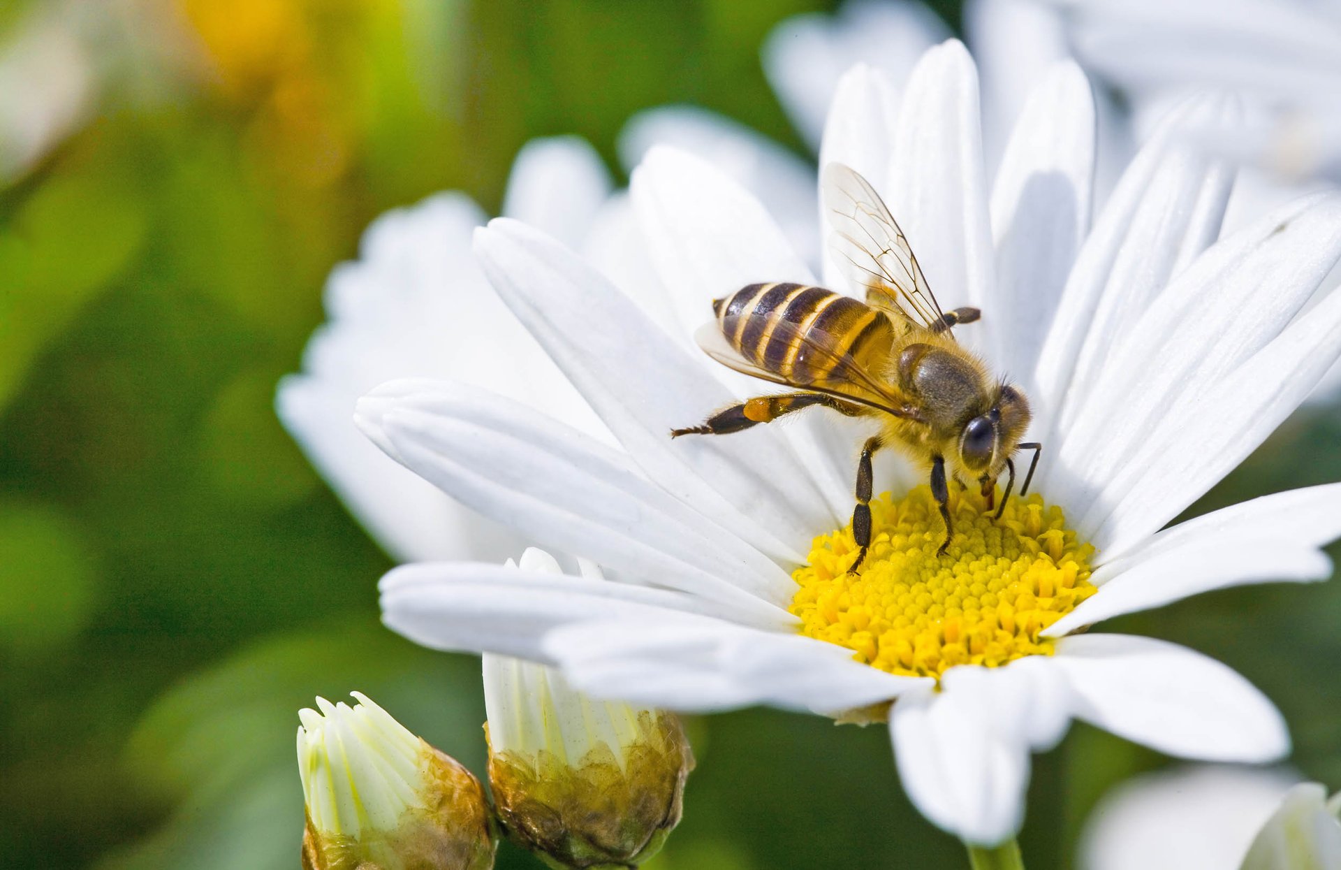 Study: Bees have emotions and good food makes them happy