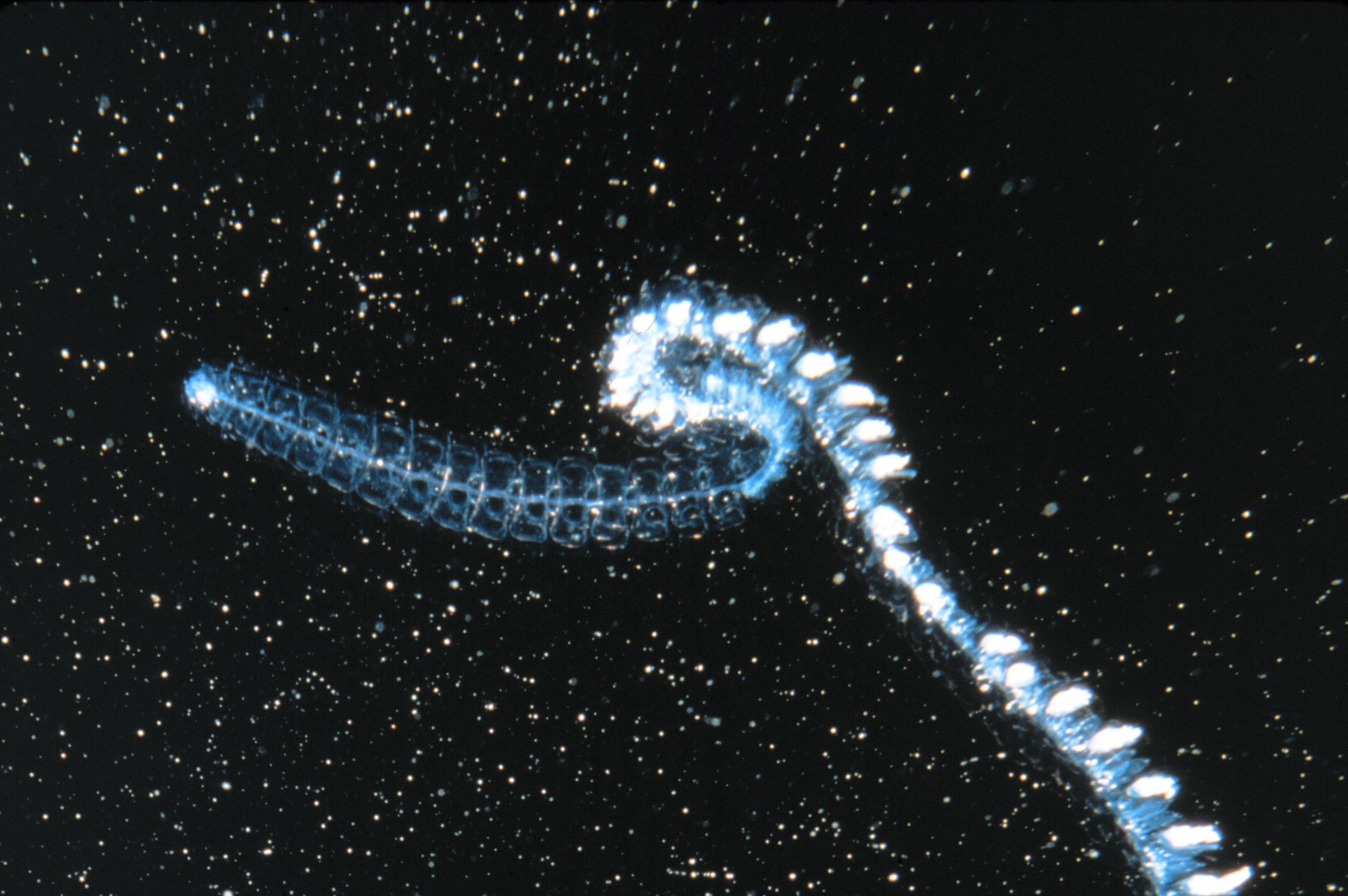 'Marine snow' fuels life on the ocean floor