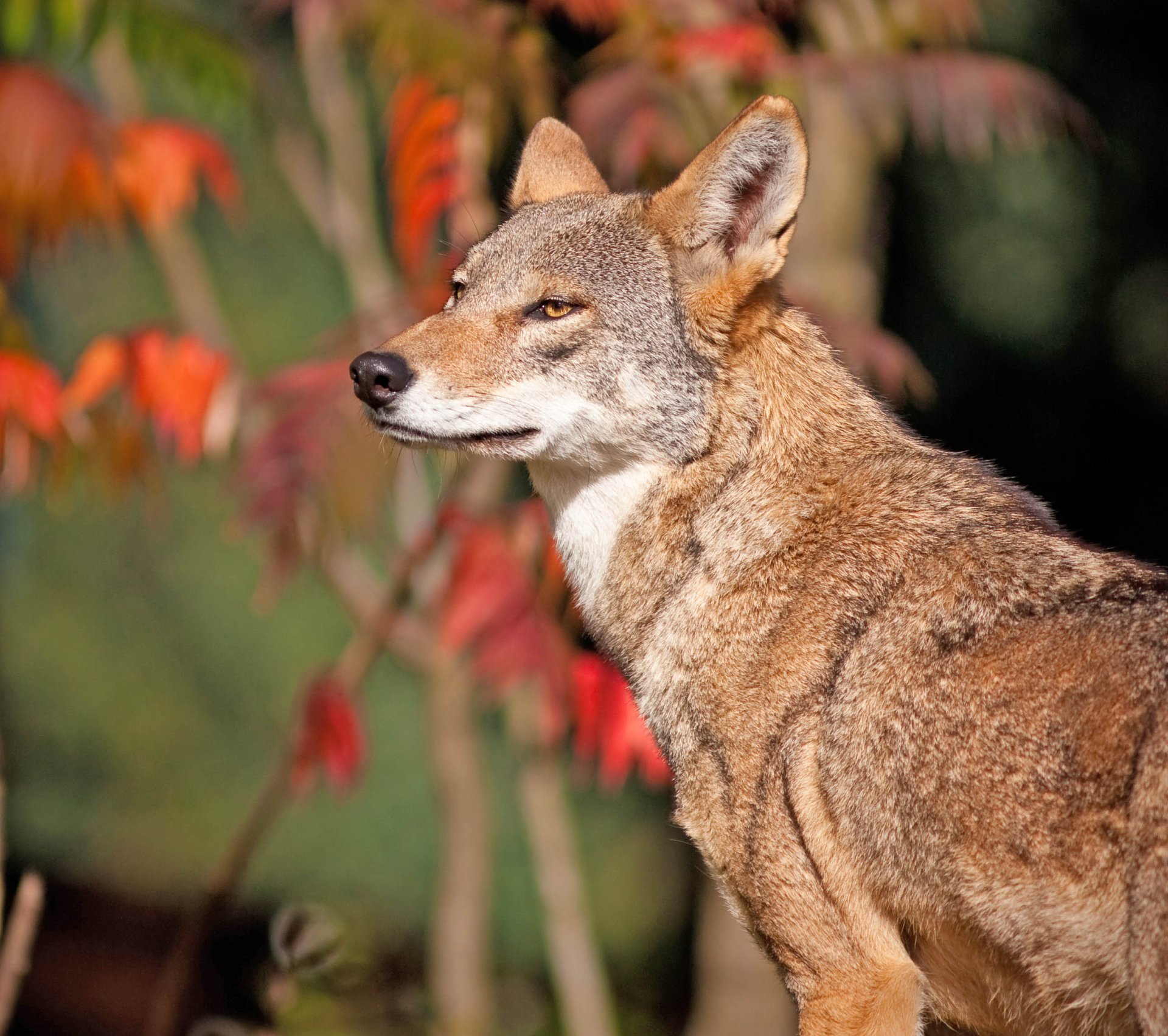 Judge: US has failed to protect red wolves