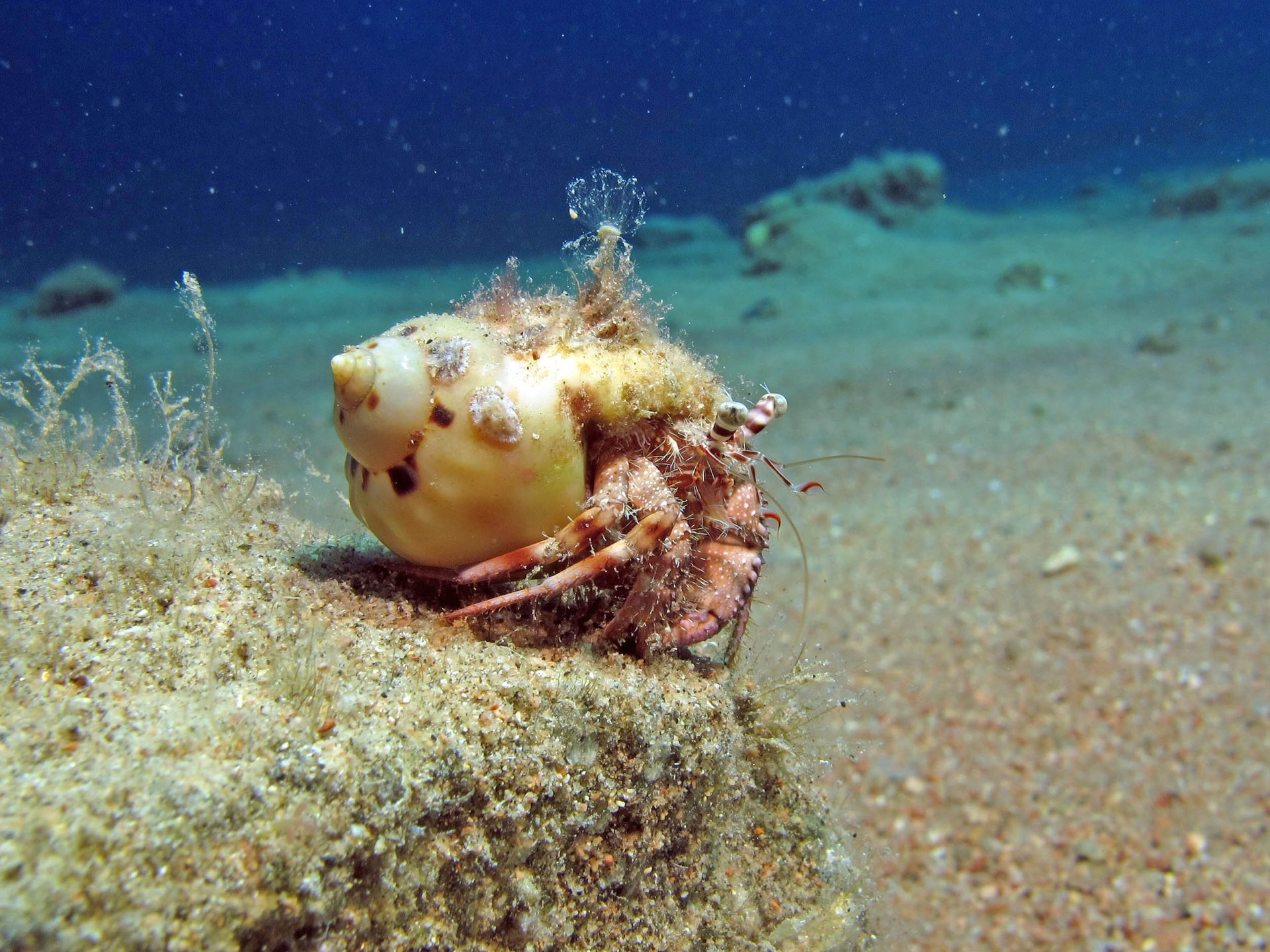 First evidence that deep sea animals are ingesting plastics