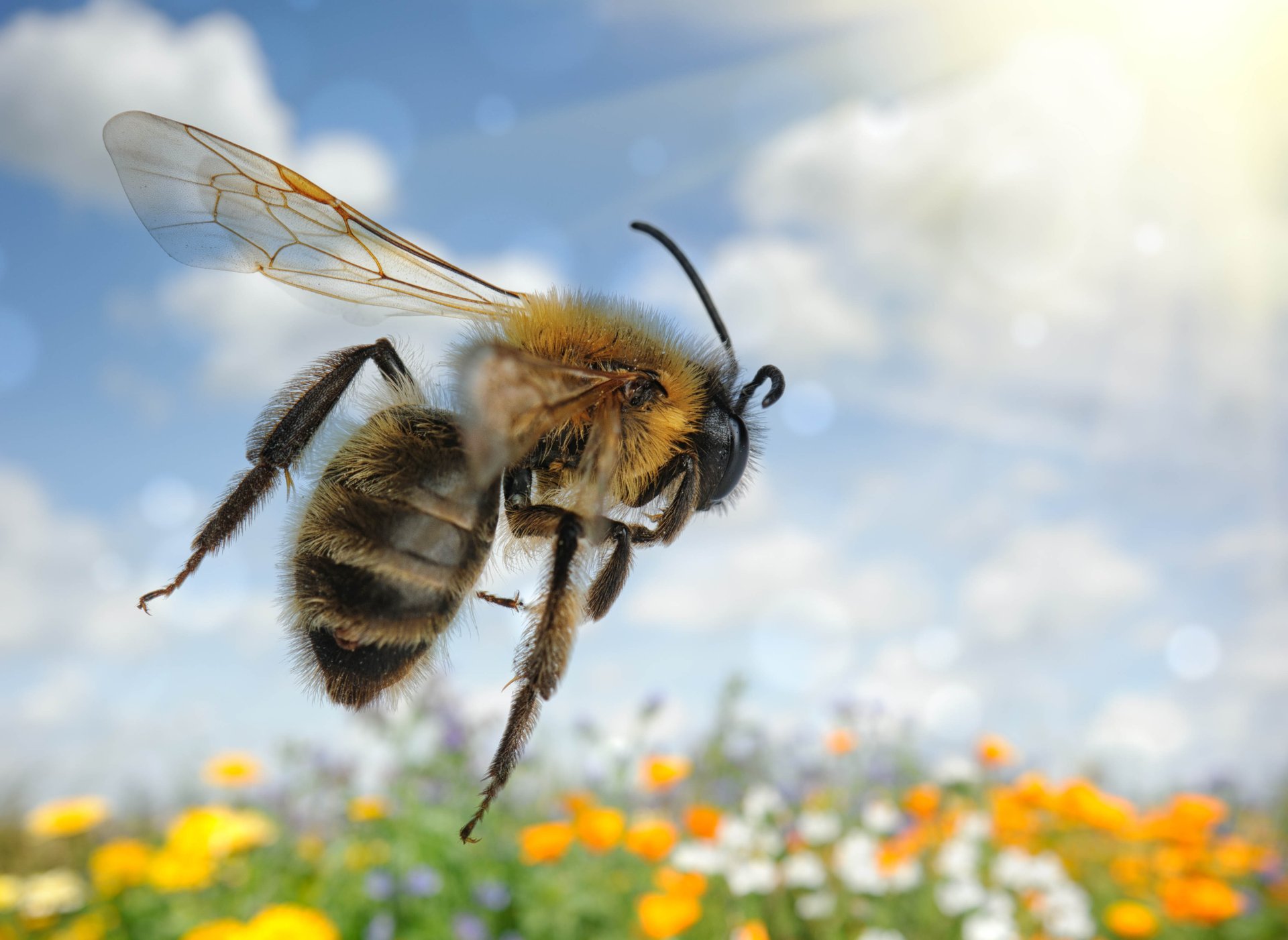 Seven bee species put on the endangered species list