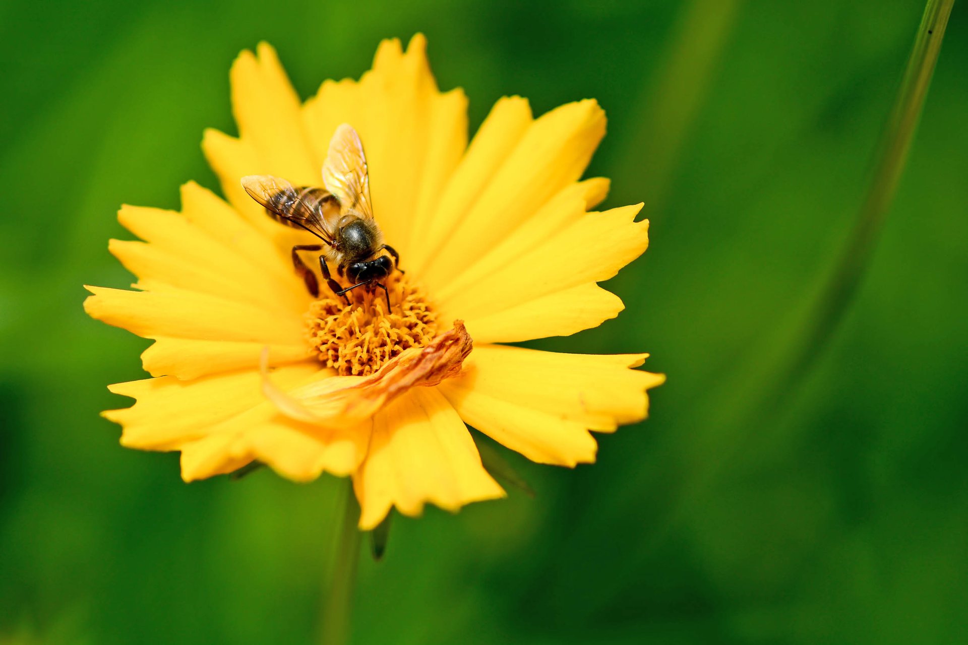 Honeybees are great workers even when ill