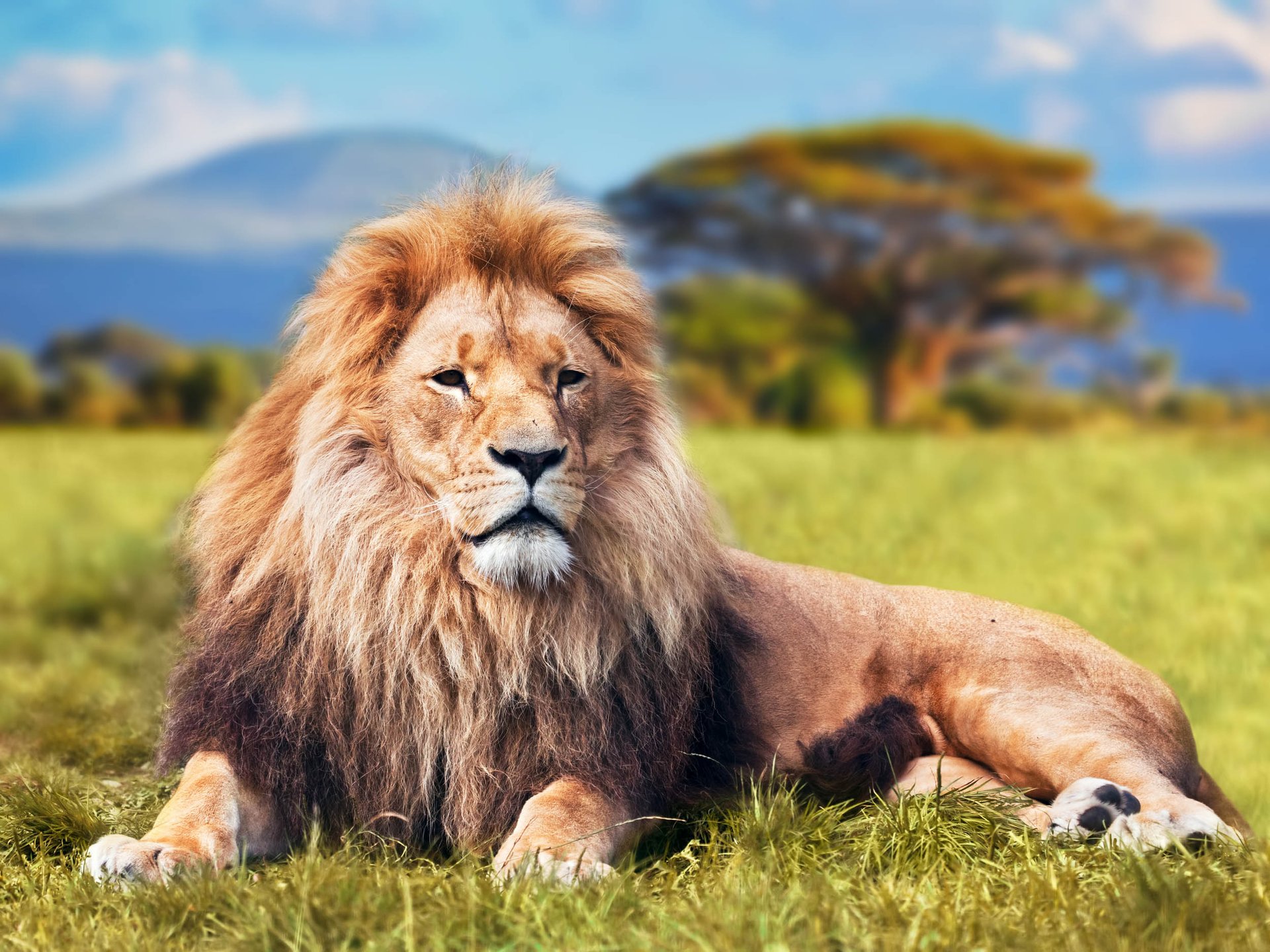 Study: Trophy hunting of lions can save the species