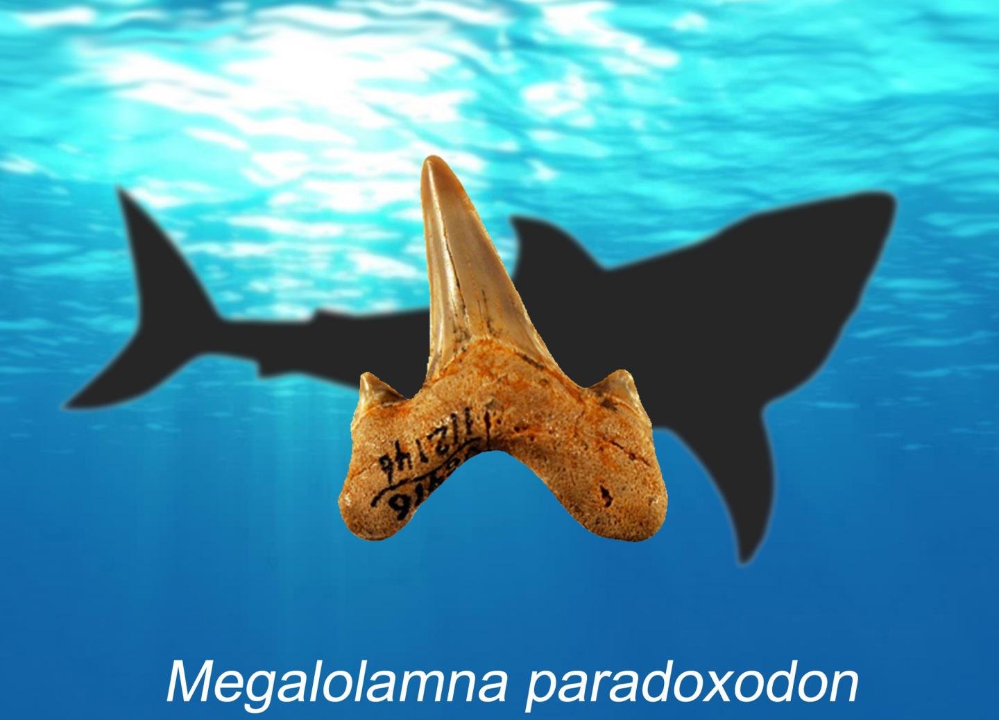 Megalolamna paradoxodon: New extinct shark discovered