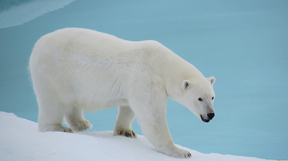 Lonely Polar Bear makes an epic journey to find love