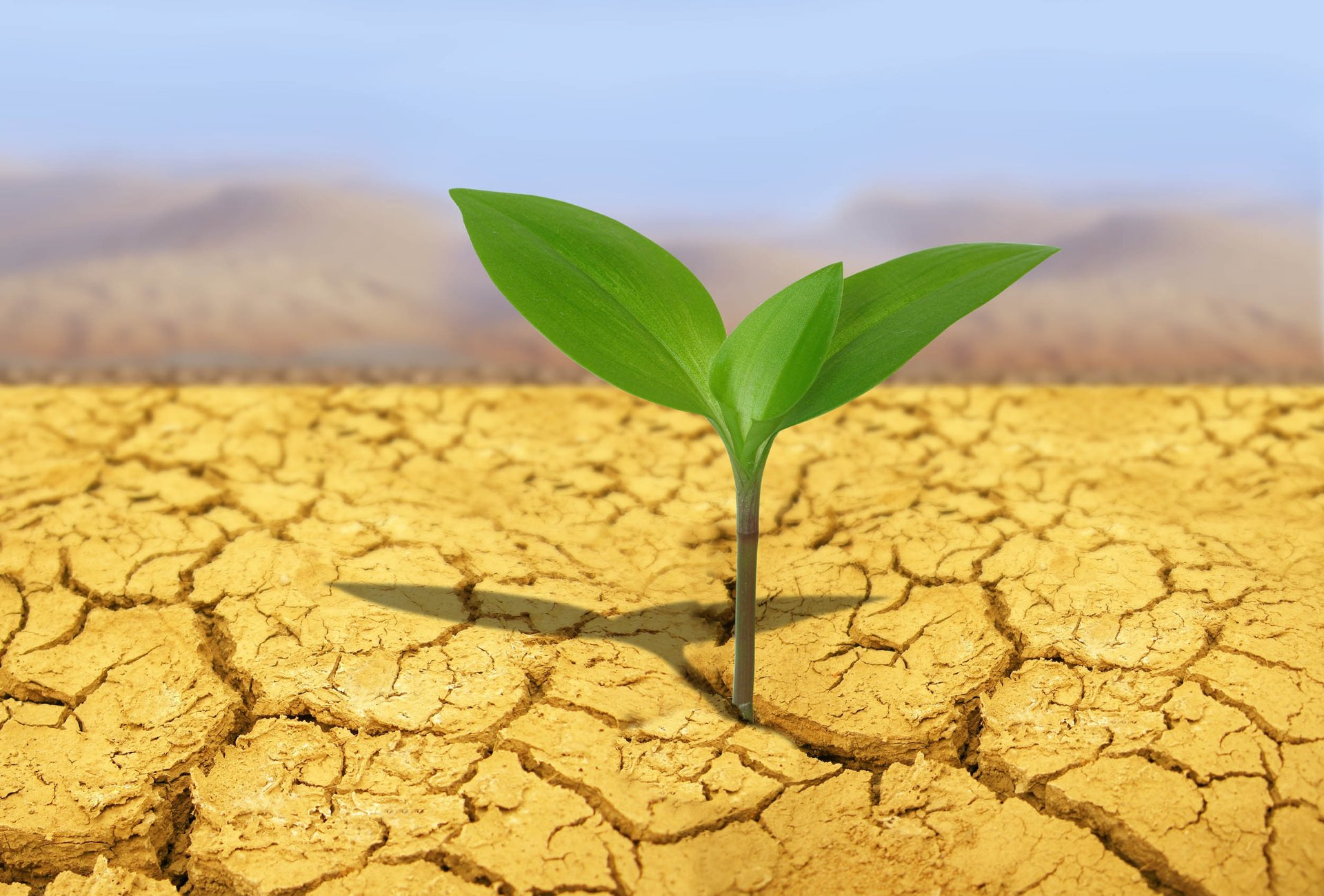 Microbes help plants survive severe drought