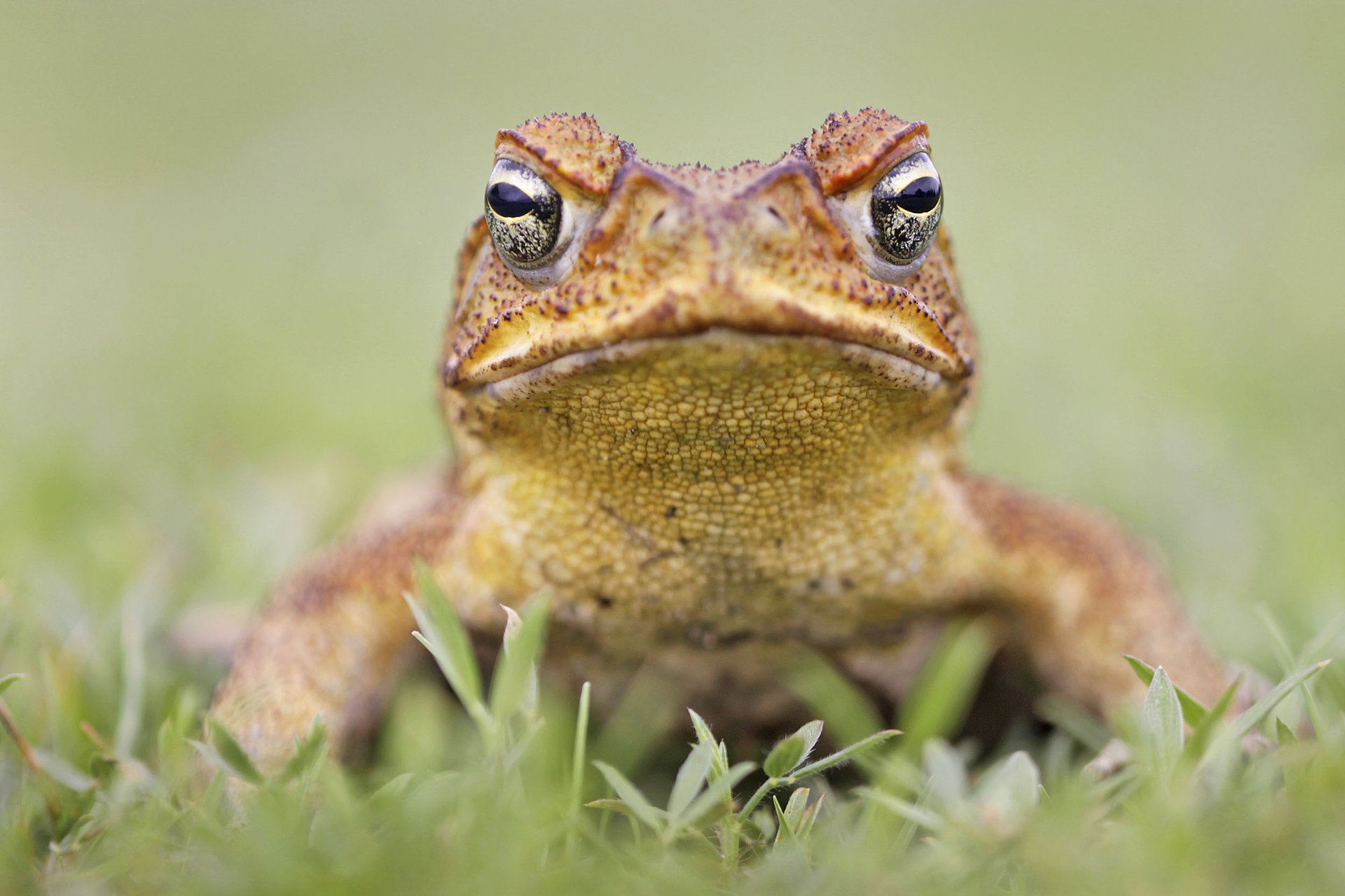 Cane toads make long-distance calls for love