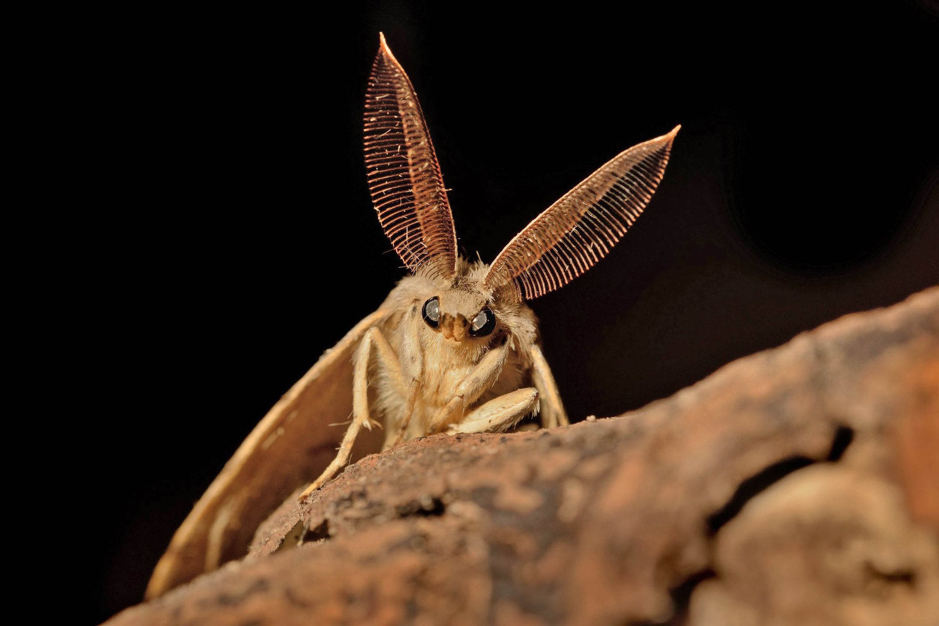 Damage from invasive insects will increase from climate change