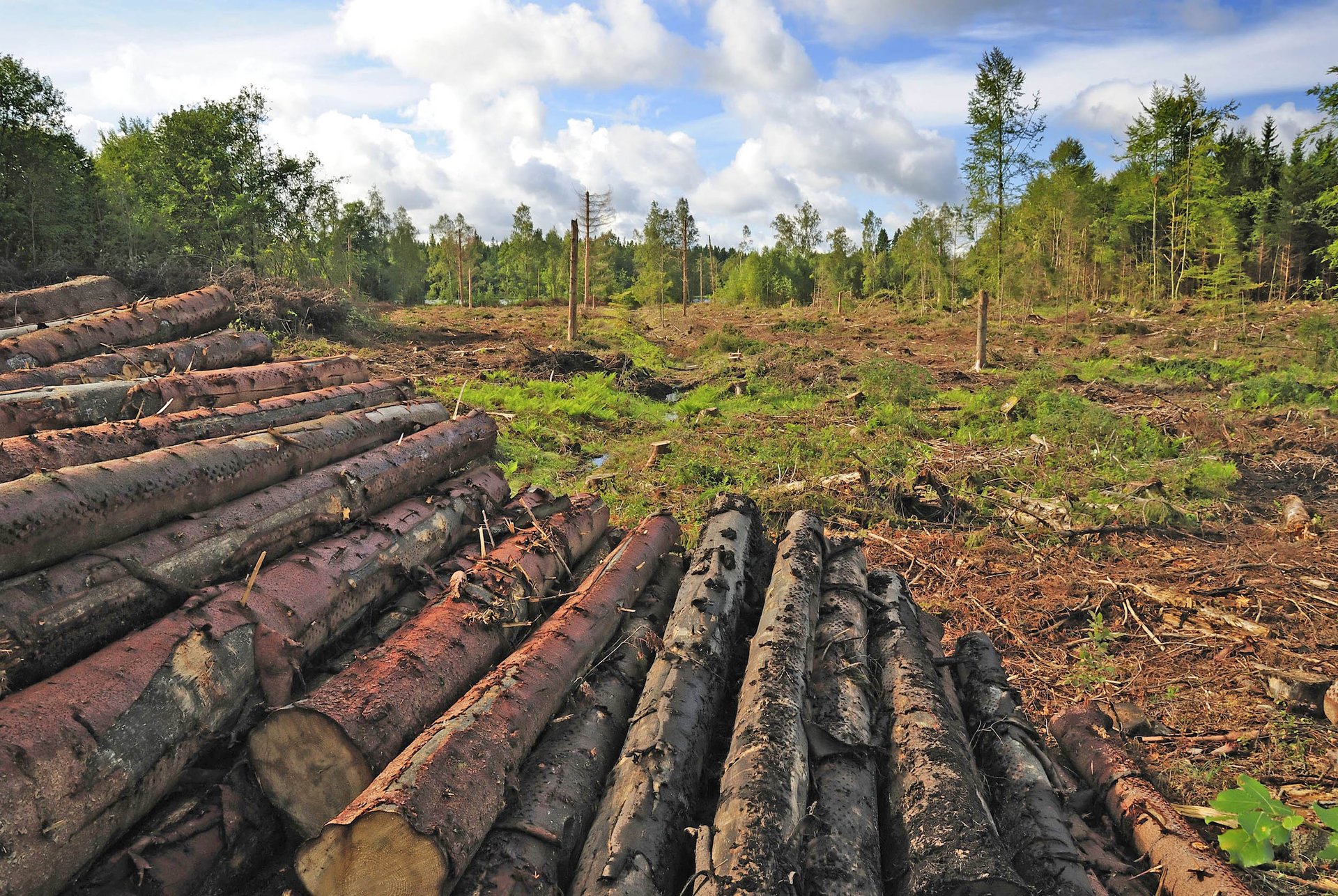 Carbon emissions from logged forests are much greater than anticipated