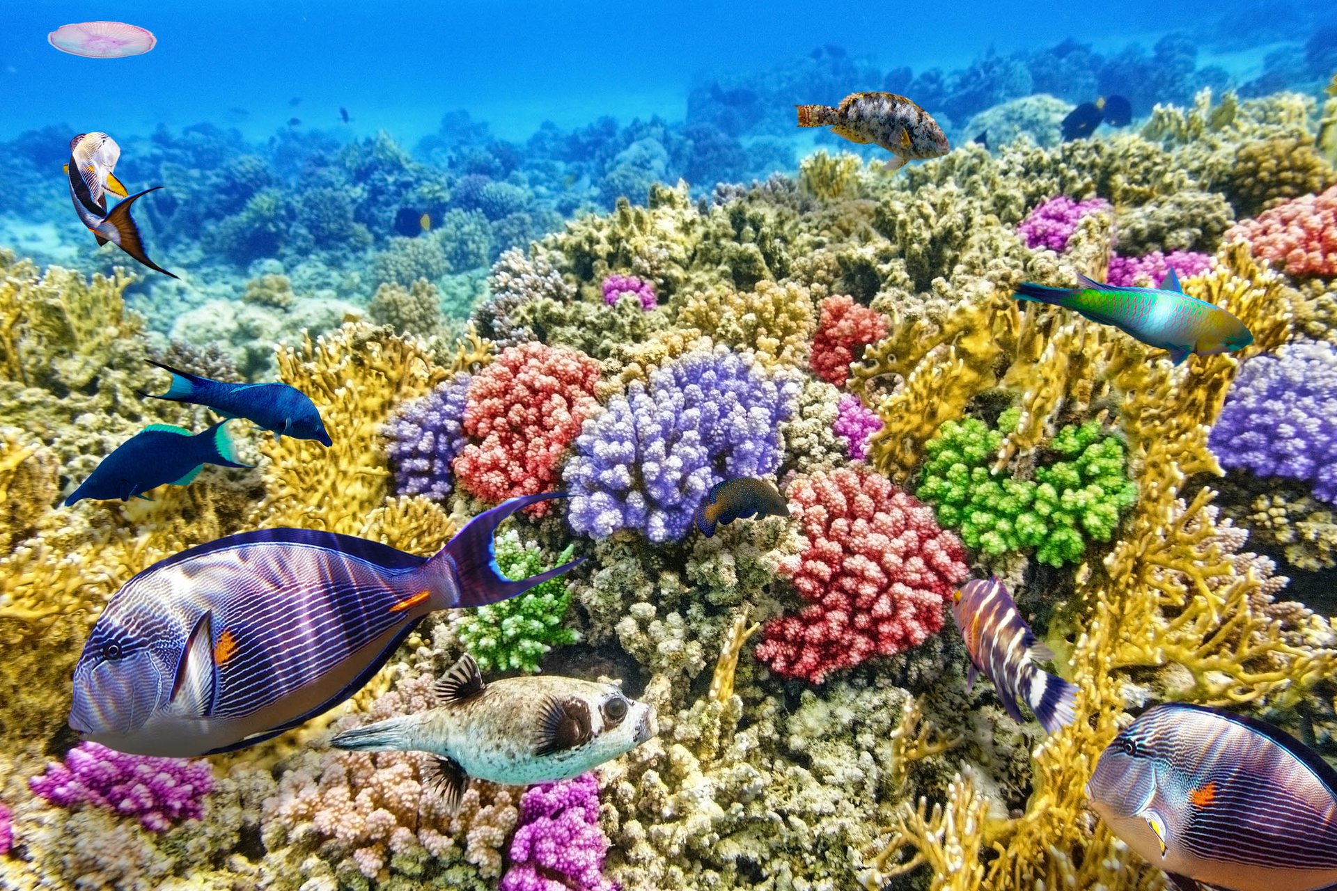 Uncovering the secrets of coral evolution