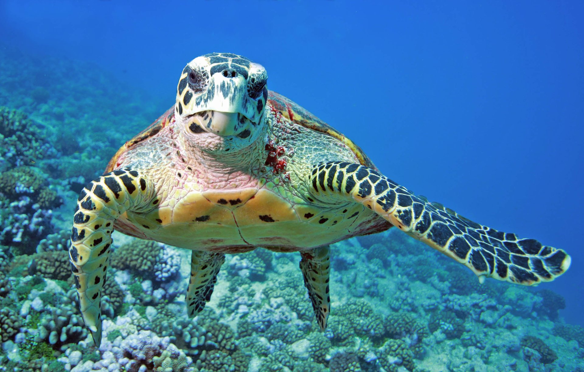 Sea turtles originated in the United States