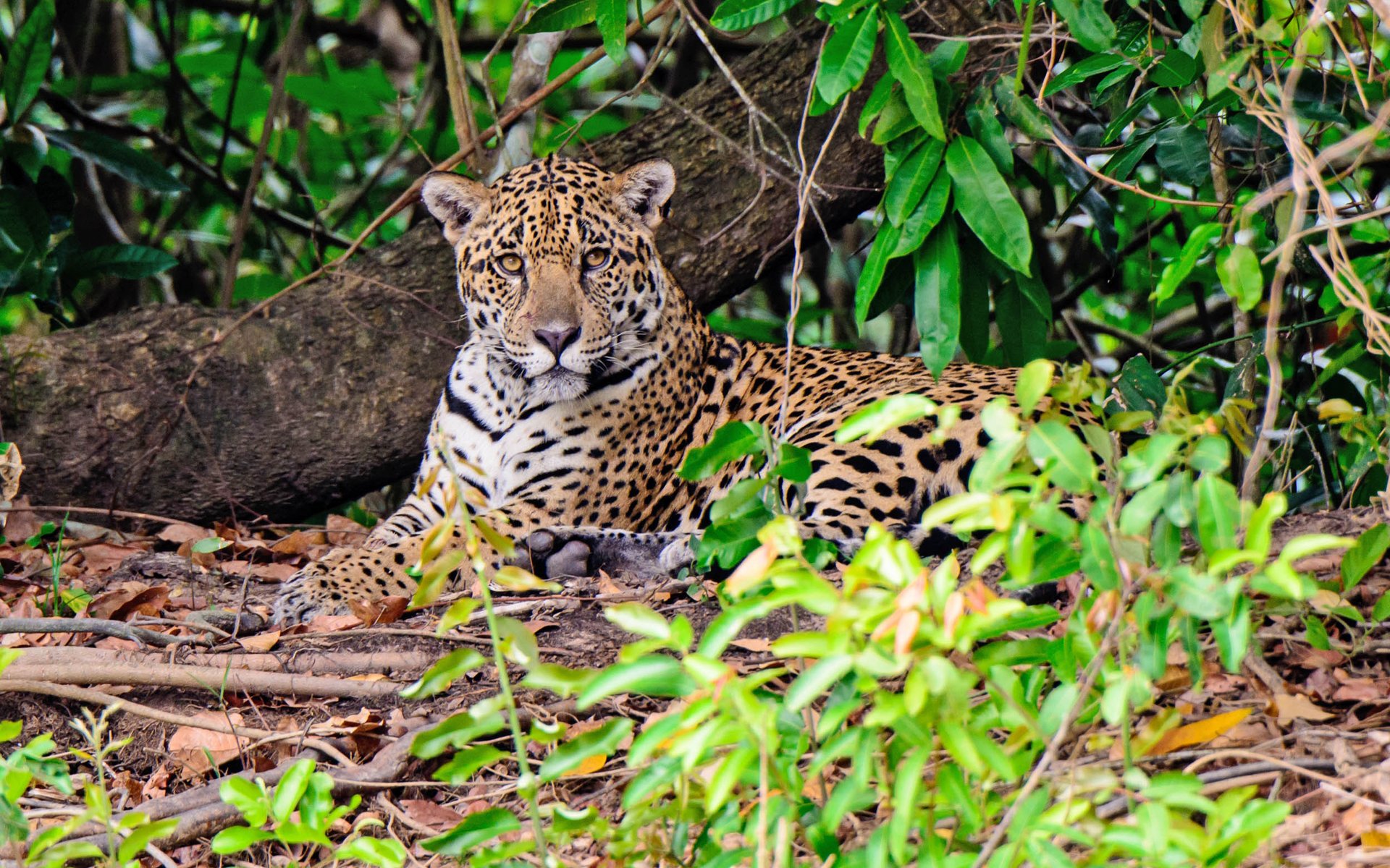 Wild jaguar conservation necessary in Mesoamerica