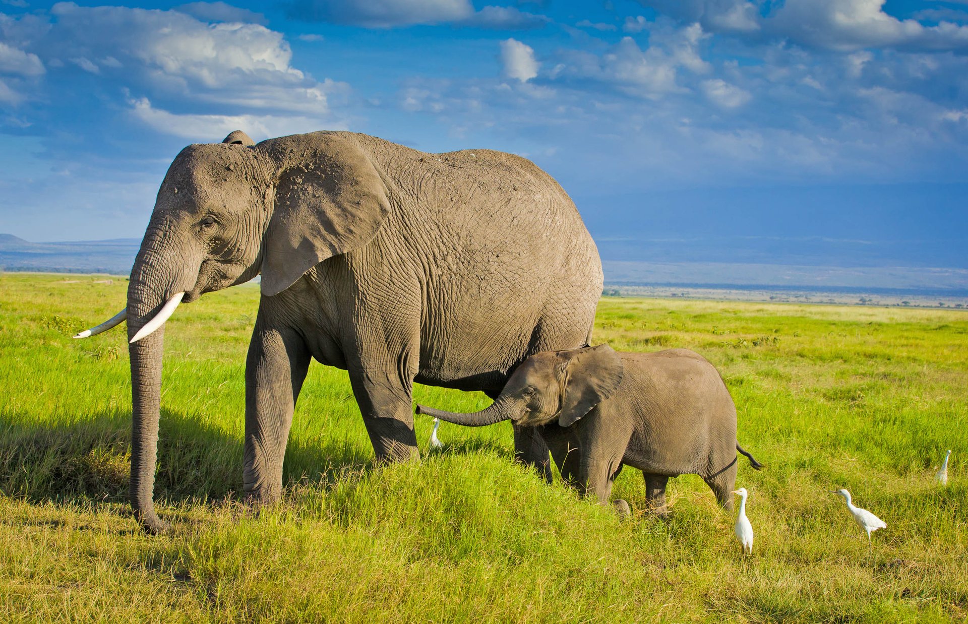 Large animals are most vulnerable to human expansion