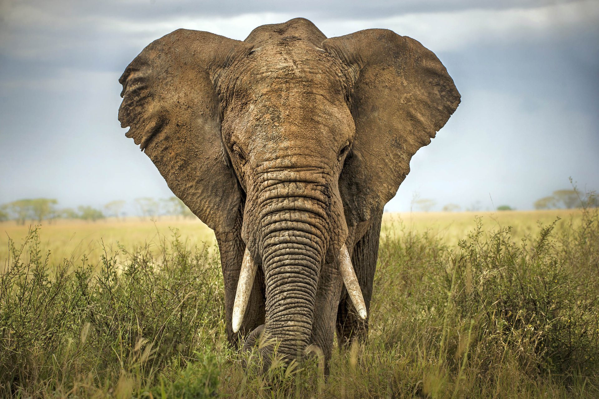 Herbivorous mammals have tubbier tummies, new research claims