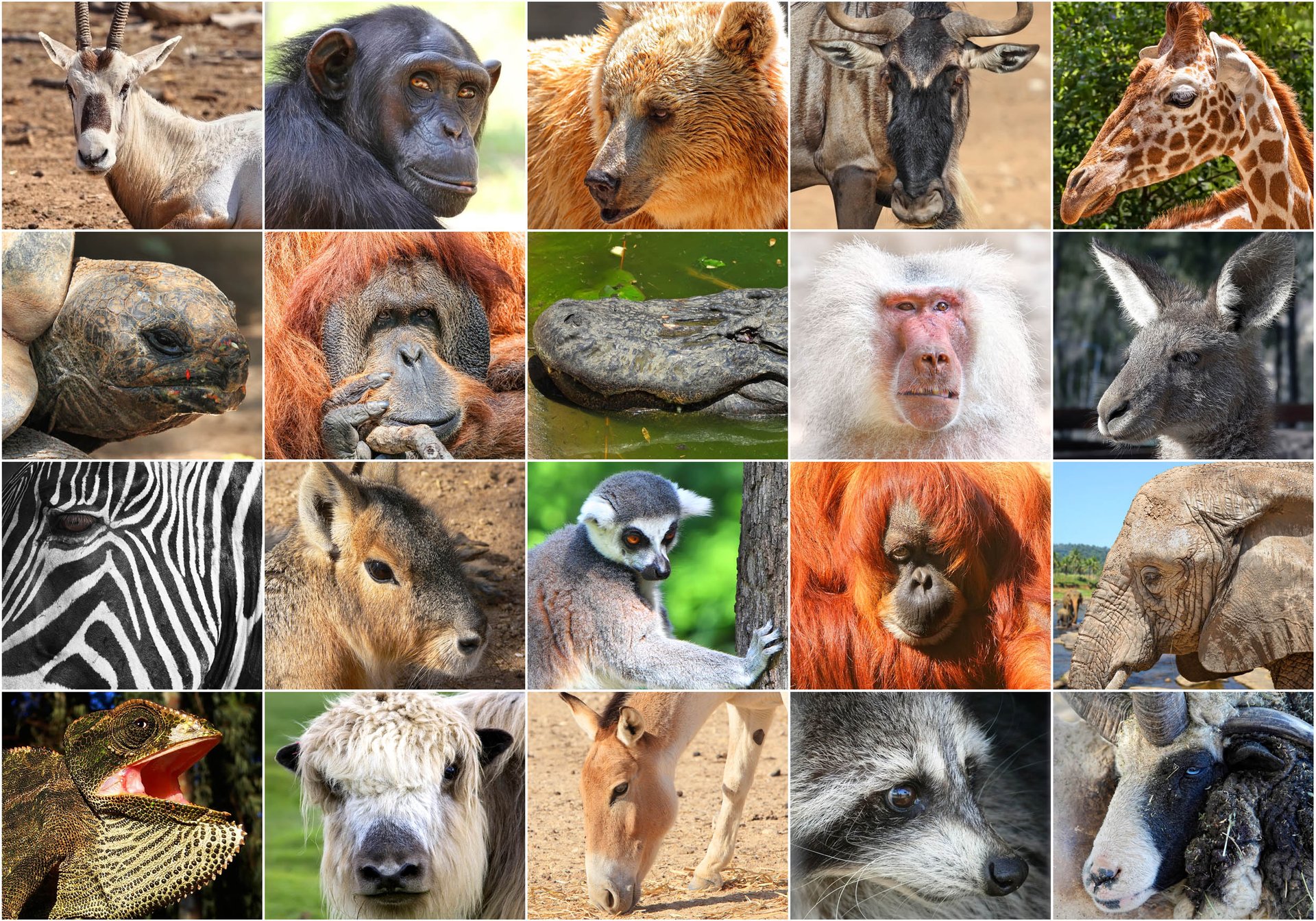 Forecasting the impact of climate change on the world's biodiversity